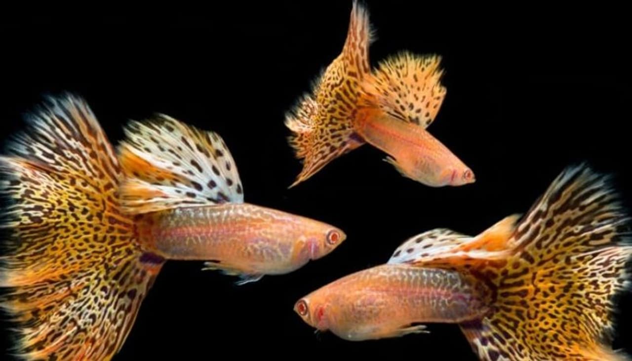 സാരിവാല എന്ന പേരില്‍ അറിയപ്പെട്ടിരുന്ന ഭംഗിയുളള ഗപ്പി മത്സ്യങ്ങളെ വാങ്ങിയിരുന്ന കുട്ടിക്കാലം പലര്‍ക്കുമുണ്ടാകാം.