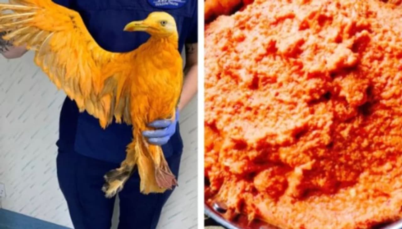 യുകെയിലെ ടീഗിവിംഗിള്‍സ് വന്യമൃഗ സംരക്ഷണ (Tiggywinkles Wildlife) ആശുപത്രിയില്‍ കഴിഞ്ഞ ദിവസം ഒരു ഫോണ്‍ കോള്‍ വന്നു. ഒരു ഓറഞ്ച് പക്ഷിയെ പിടിച്ചു എന്നായിരുന്നു വിളിച്ചവര്‍ പറഞ്ഞത്.