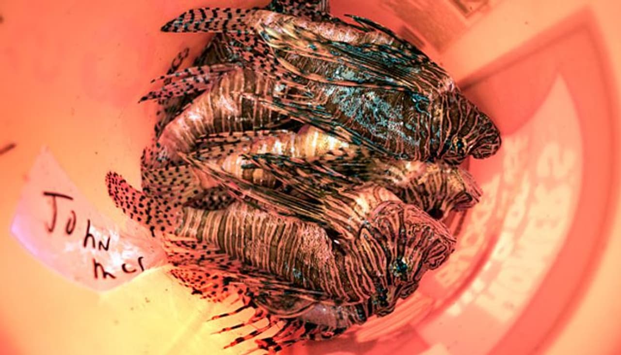 ശല്യം തീര്ക്കാനായി പിടികൂടിയ ലയണ് ഫിഷുകള് ശല്യം തീര്ക്കാനായി പിടികൂടിയ ലയണ് ഫിഷുകള്