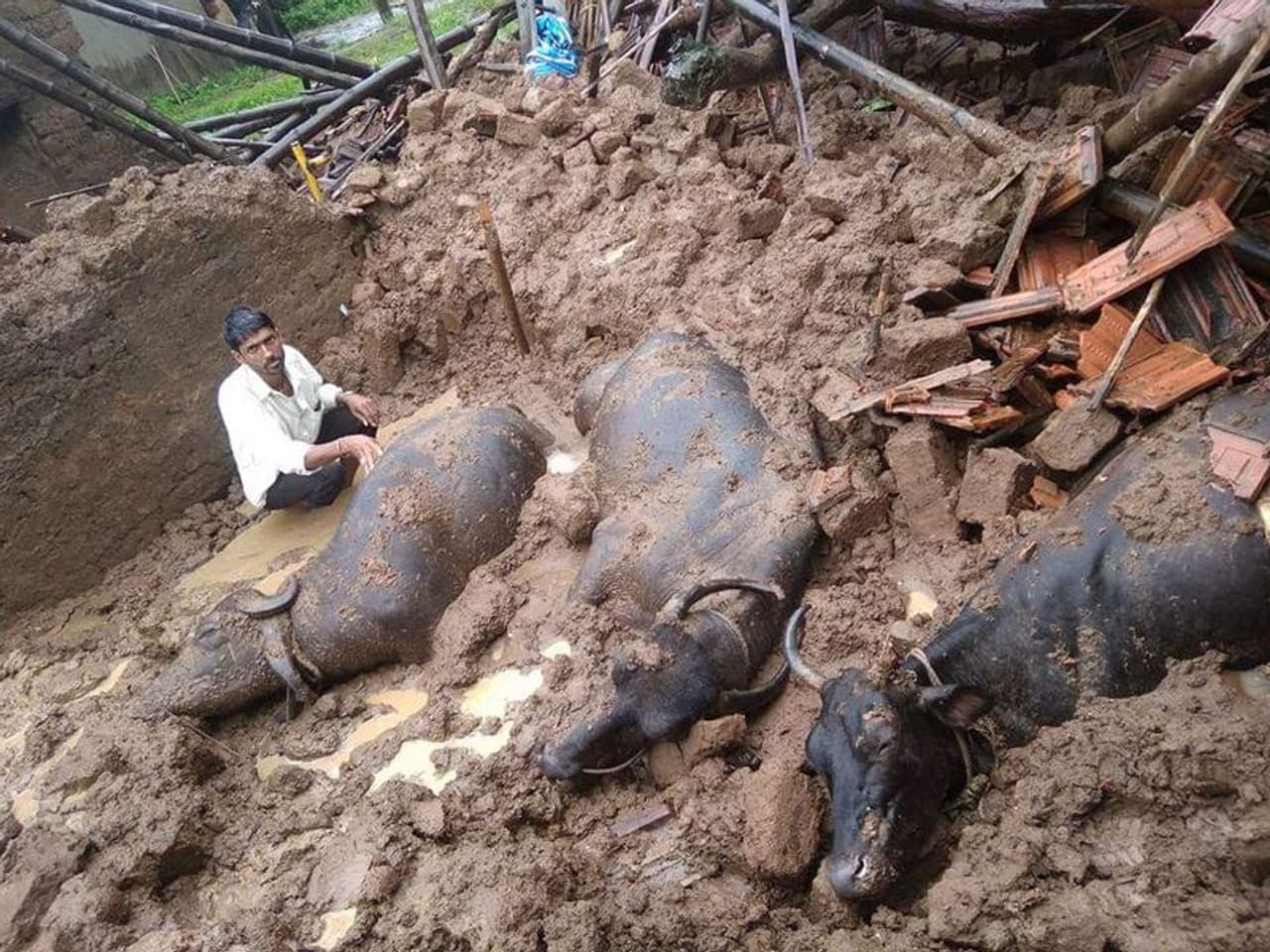 ಬೆಳಗಾವಿ ಜಿಲ್ಲೆಯ ಖಾನಾಪುರ ತಾಲೂಕಿನ ಅವರೋಳಿ ಗ್ರಾಮದ ನವರತ್ನ ಜೋಳದ ಎಂಬ ಬಡ ರೈತನ ಮನೆ ಮಳೆಯಿಂದಾಗಿ ಕುಸಿದು ಬಿದ್ದ ಸಂದರ್ಭದಲ್ಲಿ ಮನೆಯಲ್ಲಿದ್ದ ಎರಡು ಎಮ್ಮೆ, ಒಂದು ಹಸು ಪ್ರಾಣ ಬಿಟ್ಟಿವೆ. ಬೆಳಗಾವಿ ಜಿಲ್ಲೆಯ ಖಾನಾಪುರ ತಾಲೂಕಿನ ಅವರೋಳಿ ಗ್ರಾಮದ ನವರತ್ನ ಜೋಳದ ಎಂಬ ಬಡ ರೈತನ ಮನೆ ಮಳೆಯಿಂದಾಗಿ ಕುಸಿದು ಬಿದ್ದ ಸಂದರ್ಭದಲ್ಲಿ ಮನೆಯಲ್ಲಿದ್ದ ಎರಡು ಎಮ್ಮೆ, ಒಂದು ಹಸು ಪ್ರಾಣ ಬಿಟ್ಟಿವೆ.