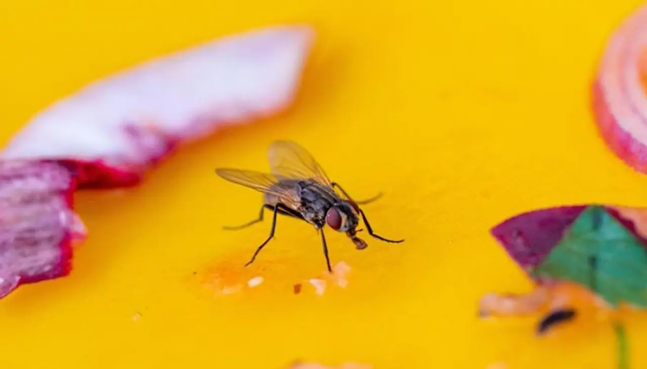 <p><strong>ಸೊಳ್ಳೆ ನೊಣಗಳು ದೂರವಿರುತ್ತವೆ</strong><br />ರಾತ್ರಿಯಲ್ಲಿ ನಿದ್ದೆ ಮಾಡುವಾಗ ಸೊಳ್ಳೆಗಳು ತುಂಬಾ ಕಾಡುತ್ತವೆ, ಆದರೆ ಬೆಳ್ಳುಳ್ಳಿಯನ್ನು ದಿಂಬಿನ ಕೆಳಗೆ ಇಡುವುದು ಸೊಳ್ಳೆಗಳನ್ನು ತೊಡೆದು ಹಾಕುತ್ತದೆ.</p> <p><strong>ಸೊಳ್ಳೆ ನೊಣಗಳು ದೂರವಿರುತ್ತವೆ</strong><br />ರಾತ್ರಿಯಲ್ಲಿ ನಿದ್ದೆ ಮಾಡುವಾಗ ಸೊಳ್ಳೆಗಳು ತುಂಬಾ ಕಾಡುತ್ತವೆ, ಆದರೆ ಬೆಳ್ಳುಳ್ಳಿಯನ್ನು ದಿಂಬಿನ ಕೆಳಗೆ ಇಡುವುದು ಸೊಳ್ಳೆಗಳನ್ನು ತೊಡೆದು ಹಾಕುತ್ತದೆ.</p>