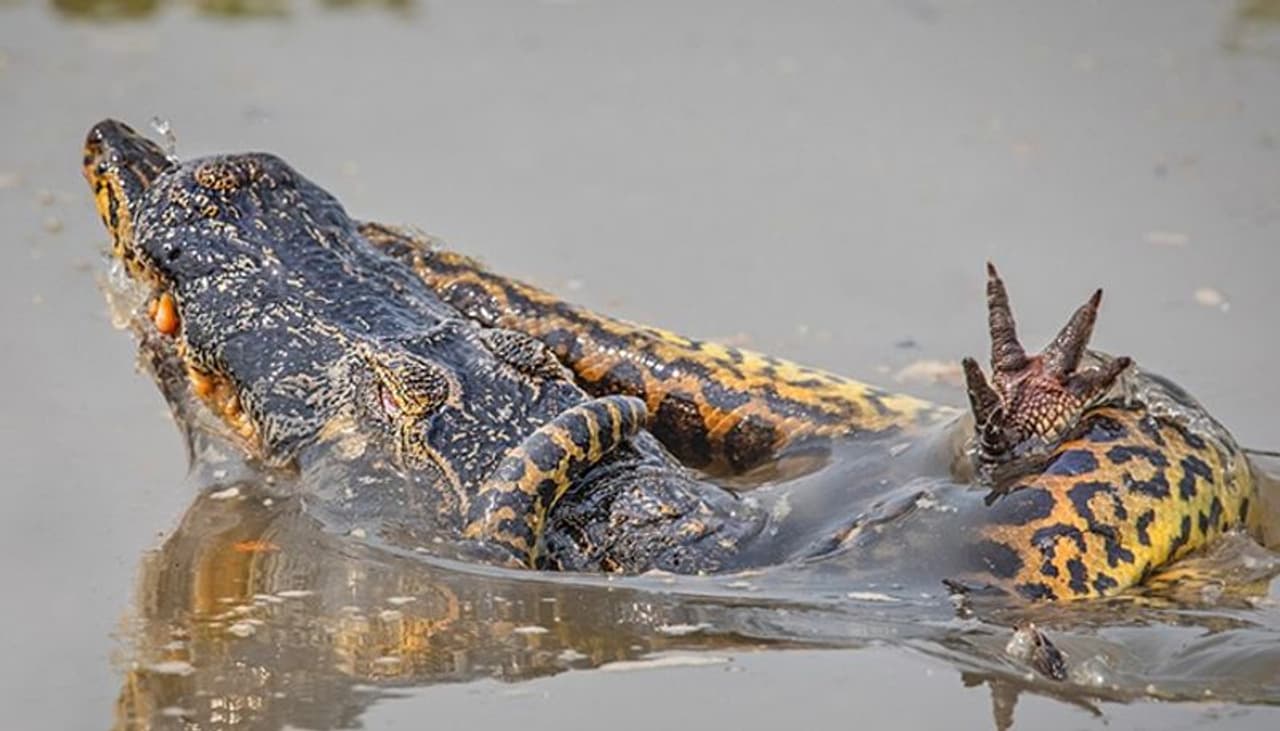 ഇര തേടിയിറങ്ങിയ രണ്ട് തുല്യ ശക്തികള്‍ തമ്മിലുള്ള ജീവന്മരണ പോരാട്ടത്തിന്‍റെ ചിത്രങ്ങള്‍ വൈറലാകുന്നു. ബ്രസീലിലെ പാന്‍റനാലില്‍ നിന്നുള്ളതാണ് ദൃശ്യങ്ങള്‍.