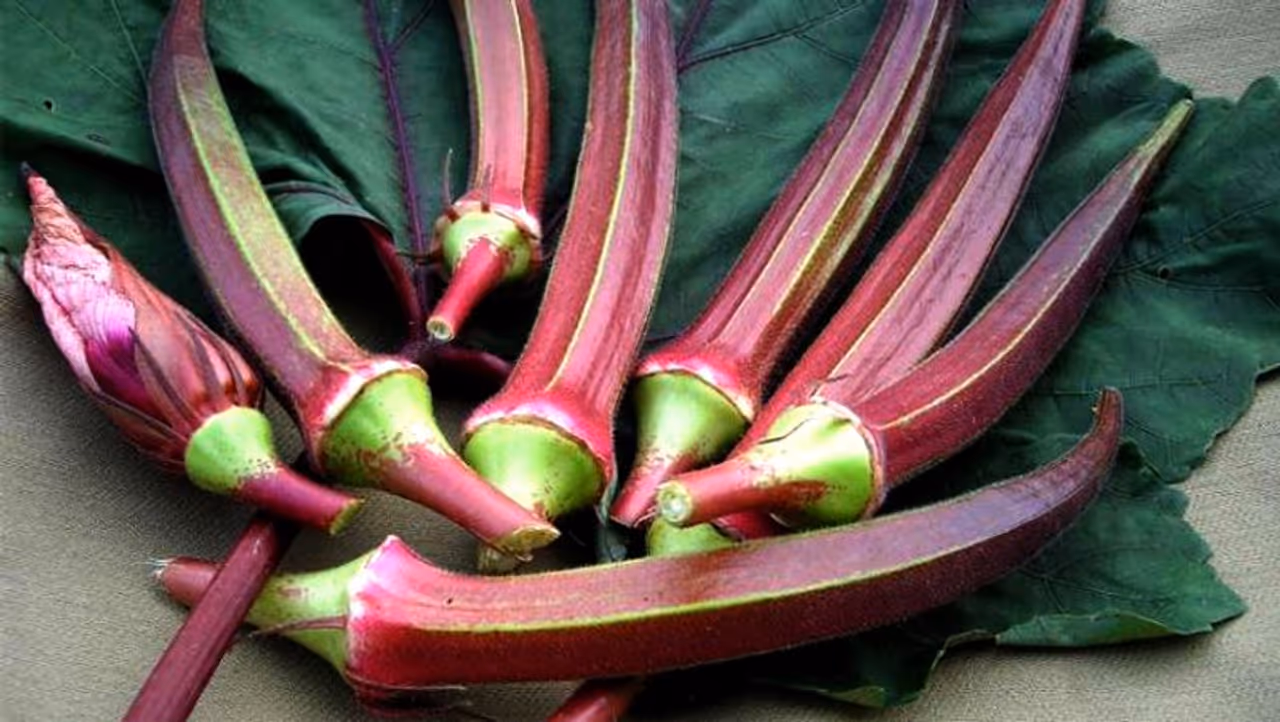 బెండకాయ దీన్ని లేడీ ఫింగర్, ఓక్రా అని కూడా పిలుస్తారు. బెండకాయలు ఎక్కువగా తింటే తెలివి పెరుగుతుందని, లెక్కలు బాగా వస్తాయని చిన్నప్పుడు అమ్మలు, అమ్మమ్మలు చెప్పడం అందరికీ తెలిసిందే. ఇటీవలి కాలంలో పచ్చిబెండకాయ తినడం వల్ల మోకాళ్లలో అరుగుదల తగ్గుతుందని కూడా కొంతమంది చెబుతున్నారు. అయితే దీనికి శాస్త్రీయ ఆధారాలు ఉన్నాయా లేవా అనేది కూడా సందేహమే. బెండకాయ దీన్ని లేడీ ఫింగర్, ఓక్రా అని కూడా పిలుస్తారు. బెండకాయలు ఎక్కువగా తింటే తెలివి పెరుగుతుందని, లెక్కలు బాగా వస్తాయని చిన్నప్పుడు అమ్మలు, అమ్మమ్మలు చెప్పడం అందరికీ తెలిసిందే. ఇటీవలి కాలంలో పచ్చిబెండకాయ తినడం వల్ల మోకాళ్లలో అరుగుదల తగ్గుతుందని కూడా కొంతమంది చెబుతున్నారు. అయితే దీనికి శాస్త్రీయ ఆధారాలు ఉన్నాయా లేవా అనేది కూడా సందేహమే.