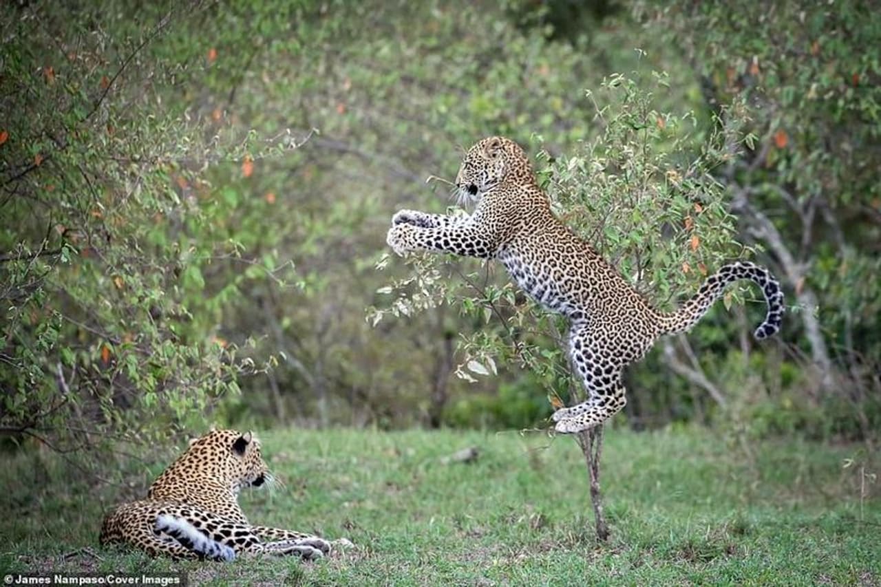 'അമ്മേ ദേ നോക്ക് ഇങ്ങനെ ചാടിയാ മതിയോ'. പുള്ളിപ്പുലിക്കുട്ടി അമ്മയുമായി കളിക്കിടെ. സുഹൃത്തുക്കള്ക്കിടയില് ജെയിംസ് നമ്പോസോയുടെ വിളിപ്പേര് 'ബ്വാന ചുയി' (മിസ്റ്റർ പുള്ളിപ്പുലി) എന്നാണ്. 'അമ്മേ ദേ നോക്ക് ഇങ്ങനെ ചാടിയാ മതിയോ'. പുള്ളിപ്പുലിക്കുട്ടി അമ്മയുമായി കളിക്കിടെ. സുഹൃത്തുക്കള്ക്കിടയില് ജെയിംസ് നമ്പോസോയുടെ വിളിപ്പേര് 'ബ്വാന ചുയി' (മിസ്റ്റർ പുള്ളിപ്പുലി) എന്നാണ്.