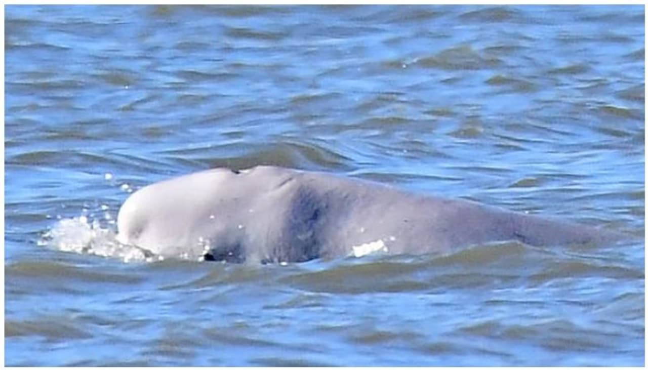 ലണ്ടനിലെ പ്രധാന നദികളിലൊന്നായ തേംസിലെത്തിയ തിമിംഗലം കപ്പലിടിച്ച് ചത്തു. 27 അടി നീളമുള്ള പെണ് തിമിംഗലമാണ് കപ്പലിടിച്ച് ഗുരുതര പരിക്കേറ്റ് മരിച്ചത്. ലണ്ടനിലെ പ്രധാന നദികളിലൊന്നായ തേംസിലെത്തിയ തിമിംഗലം കപ്പലിടിച്ച് ചത്തു. 27 അടി നീളമുള്ള പെണ് തിമിംഗലമാണ് കപ്പലിടിച്ച് ഗുരുതര പരിക്കേറ്റ് മരിച്ചത്.