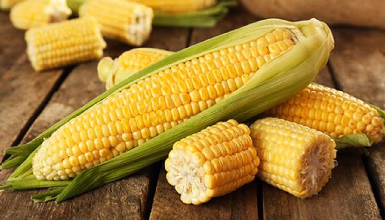 <p style="text align: justify;">A balanced diet is one that includes micro nutrients, macro nutrients, sufficient amount of calories and fluid. Corn is known as Maize in a lot of countries. It is also one of those cereals, which is a crowd pleaser and is also quite versatile. In India, people eat roasted corn on the cob or bhutta, as well as sweet corn in cups, which is widely available at street food stalls.</p> <p style="text align: justify;">A balanced diet is one that includes micro nutrients, macro nutrients, sufficient amount of calories and fluid. Corn is known as Maize in a lot of countries. It is also one of those cereals, which is a crowd pleaser and is also quite versatile. In India, people eat roasted corn on the cob or bhutta, as well as sweet corn in cups, which is widely available at street food stalls.</p>