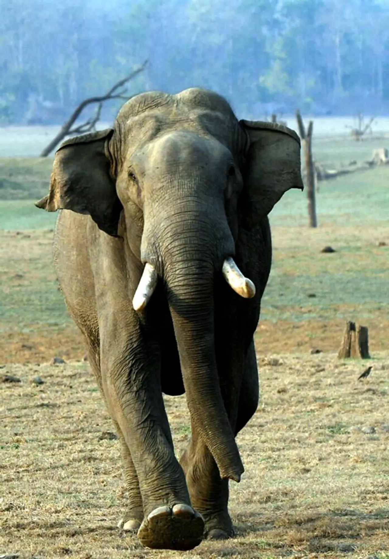 ಸಸ್ಯಹಾರಿ ವಿಭಾಗದಲ್ಲಿ ಆನೆ ಓಡಿ ಬರುತ್ತಿರುವ ಚಿತ್ರಕ್ಕೆ ಪ್ರಥಮ ಬಹುಮಾನ .