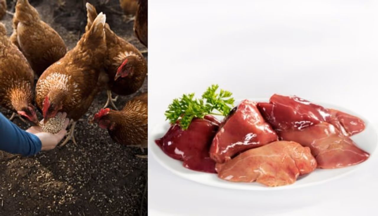 Chicken and Mutton Liver