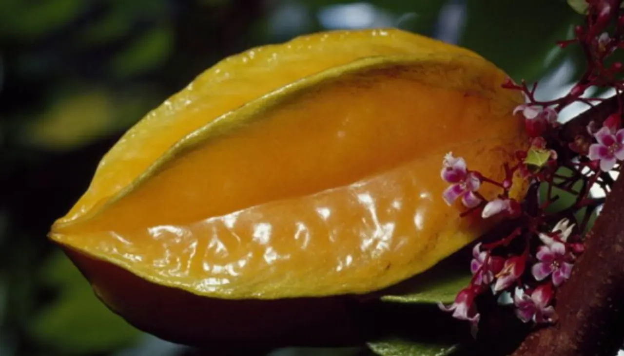 <p><strong>Star Fruit: </strong>Found around the globe, this innocent looking fruit is highly dangerous and contains some deadly neurotoxins that are fatal for those with kidney problems only. It is said to affect the nerves and brains. If you don’t have kidney issues, you can have it because your body will do the needful and flush out the toxins.</p> <p><strong>Star Fruit: </strong>Found around the globe, this innocent looking fruit is highly dangerous and contains some deadly neurotoxins that are fatal for those with kidney problems only. It is said to affect the nerves and brains. If you don’t have kidney issues, you can have it because your body will do the needful and flush out the toxins.</p>