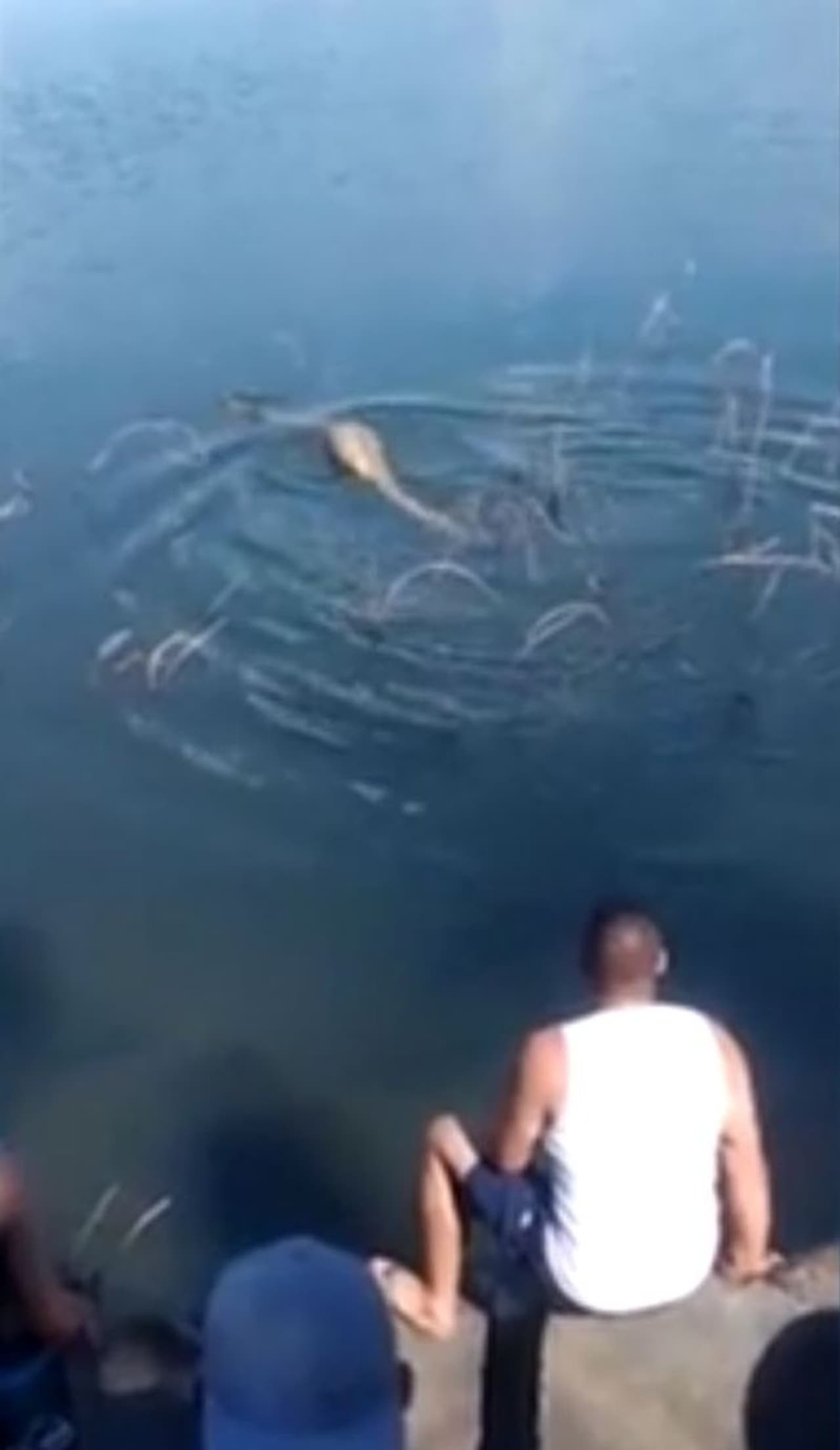 പരാനാ നദിയില് ഭക്ഷണശേഷം വിശ്രമിക്കാനായി ഒരു ഇടം തേടുന്നതിനിടെയാണ് സഞ്ചാരികള് അനാകോണ്ടയെ കണ്ടത്. സഞ്ചാരികളുടെ ശബ്ദം കേട്ട അനാകോണ്ടയാകട്ടെ ദൂരേക്ക് നീന്താന് ഒരു വിഫല ശ്രമം നടത്തി. പരാനാ നദിയില് ഭക്ഷണശേഷം വിശ്രമിക്കാനായി ഒരു ഇടം തേടുന്നതിനിടെയാണ് സഞ്ചാരികള് അനാകോണ്ടയെ കണ്ടത്. സഞ്ചാരികളുടെ ശബ്ദം കേട്ട അനാകോണ്ടയാകട്ടെ ദൂരേക്ക് നീന്താന് ഒരു വിഫല ശ്രമം നടത്തി.