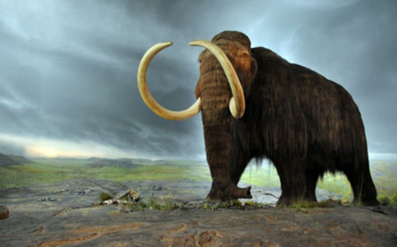 1970 കളിൽ, മെക്സിക്കോ സിറ്റി സബ്വേ നിർമ്മിക്കുന്ന തൊഴിലാളികൾ തലസ്ഥാനത്തിന്റെ വടക്കുവശത്ത് കുഴിയെടുക്കുന്നതിനിടെ ഒരു വലിയ അസ്ഥികൂടം കണ്ടെത്തിയിരുന്നു. ഇതായിരുന്നു മെക്സിക്കയില് ആദ്യം കണ്ടെത്തിയ മാമോത്തിന്റെ അസ്ഥികൂടം. 1970 കളിൽ, മെക്സിക്കോ സിറ്റി സബ്വേ നിർമ്മിക്കുന്ന തൊഴിലാളികൾ തലസ്ഥാനത്തിന്റെ വടക്കുവശത്ത് കുഴിയെടുക്കുന്നതിനിടെ ഒരു വലിയ അസ്ഥികൂടം കണ്ടെത്തിയിരുന്നു. ഇതായിരുന്നു മെക്സിക്കയില് ആദ്യം കണ്ടെത്തിയ മാമോത്തിന്റെ അസ്ഥികൂടം.