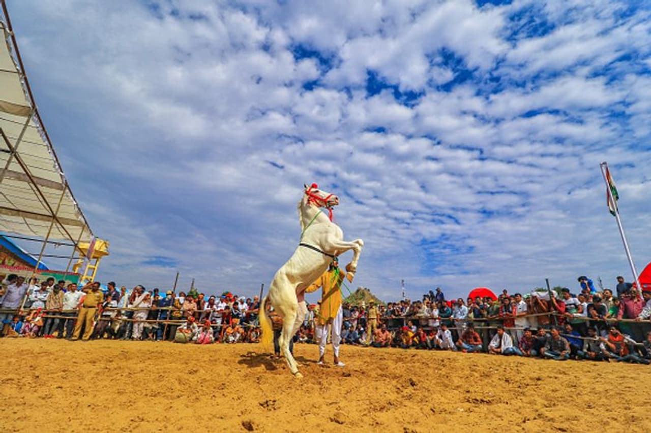 2019 ലെ പുഷ്കാര് മേള ഒക്ടോബര് 30 ന് ആരംഭിച്ചു. അടുത്ത 15 ദിവസത്തേക്ക് പുഷ്കാറില് ഇന്ത്യയിലെ ദരിദ്ര കര്ഷകര് അവരുടെ ഒട്ടകങ്ങളുമായെത്തും. ചിലര് അഭ്യാസങ്ങള് നടത്തും. മറ്റ് ചിലര് അവയെ വില്ക്കും. പുതിയത് വാങ്ങും. 2019 ലെ പുഷ്കാര് മേള ഒക്ടോബര് 30 ന് ആരംഭിച്ചു. അടുത്ത 15 ദിവസത്തേക്ക് പുഷ്കാറില് ഇന്ത്യയിലെ ദരിദ്ര കര്ഷകര് അവരുടെ ഒട്ടകങ്ങളുമായെത്തും. ചിലര് അഭ്യാസങ്ങള് നടത്തും. മറ്റ് ചിലര് അവയെ വില്ക്കും. പുതിയത് വാങ്ങും.