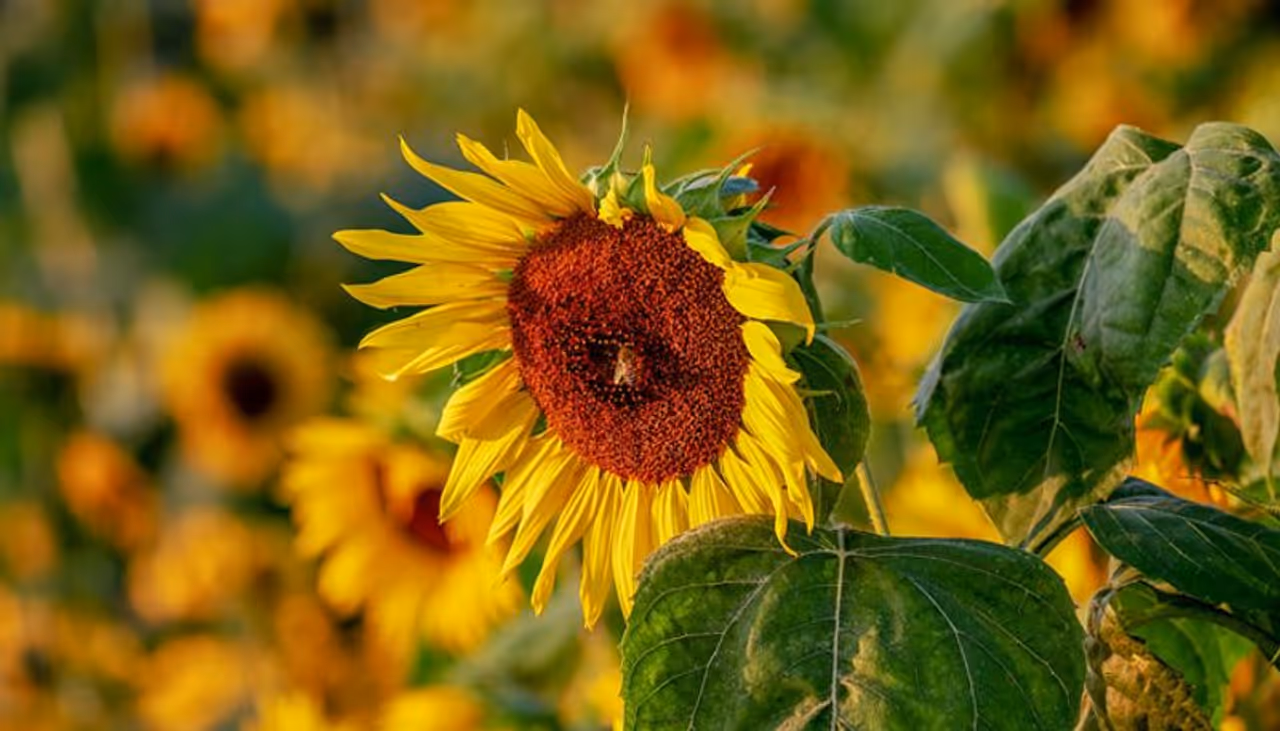 <p>ಸೂರ್ಯಕಾಂತಿ ಹೂವಿನ ವೈಜ್ಞಾನಿಕ ಹೆಸರು ಹೆಲಿಯಾಂಥಸ್ ಆನುಸ್, ಸೂರ್ಯಕಾಂತಿಯ ಒಂದೇ ಹೂವಿನಿಂದ ಸುಮಾರು 2000 ಸೂರ್ಯಕಾಂತಿ ಬೀಜಗಳನ್ನು ಪಡೆಯಬಹುದು. ಸೂರ್ಯಕಾಂತಿ ಬೀಜಗಳನ್ನು ಸಾಮಾನ್ಯವಾಗಿ ಒಣ ಮತ್ತು ಹುರಿದು ತಿನ್ನಲಾಗುತ್ತದೆ. </p> <p>ಸೂರ್ಯಕಾಂತಿ ಹೂವಿನ ವೈಜ್ಞಾನಿಕ ಹೆಸರು ಹೆಲಿಯಾಂಥಸ್ ಆನುಸ್, ಸೂರ್ಯಕಾಂತಿಯ ಒಂದೇ ಹೂವಿನಿಂದ ಸುಮಾರು 2000 ಸೂರ್ಯಕಾಂತಿ ಬೀಜಗಳನ್ನು ಪಡೆಯಬಹುದು. ಸೂರ್ಯಕಾಂತಿ ಬೀಜಗಳನ್ನು ಸಾಮಾನ್ಯವಾಗಿ ಒಣ ಮತ್ತು ಹುರಿದು ತಿನ್ನಲಾಗುತ್ತದೆ. </p>