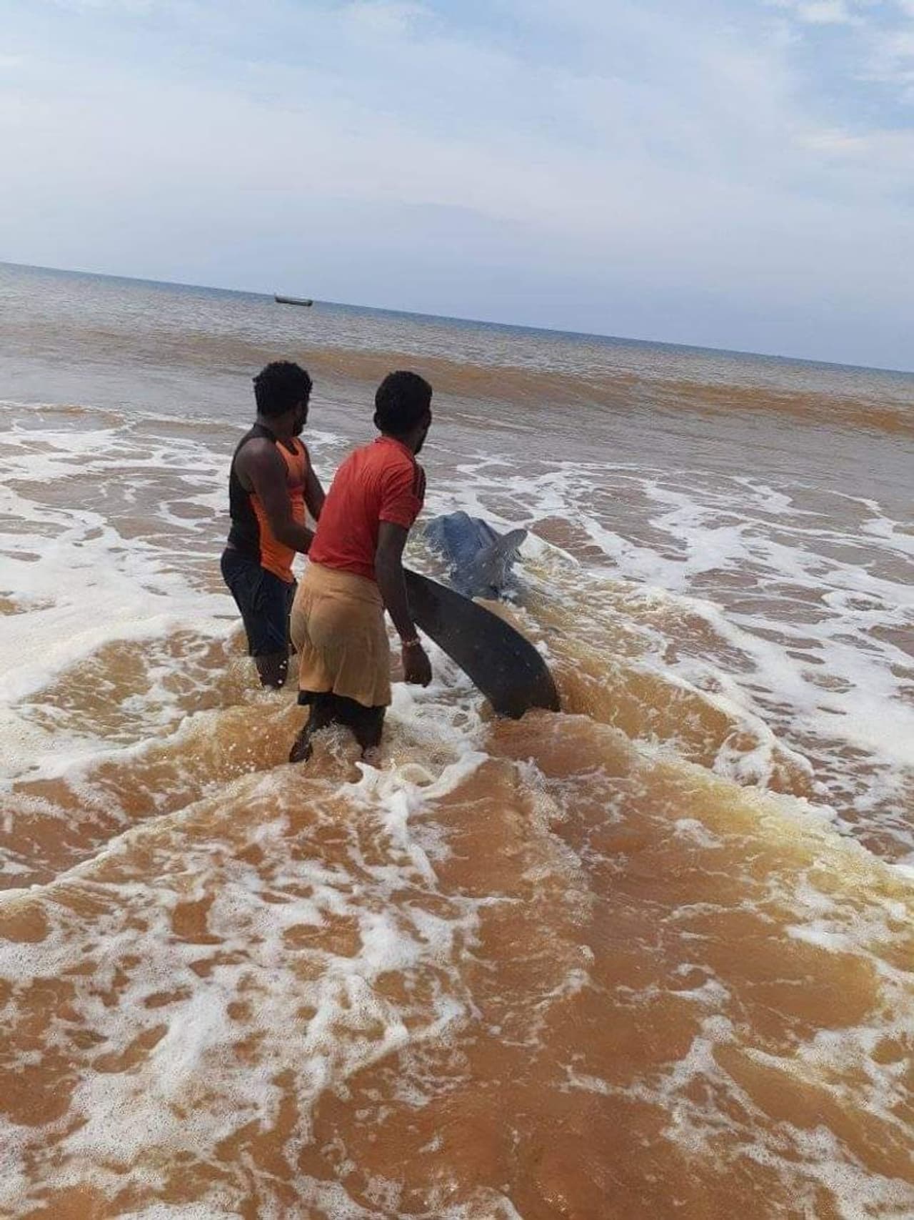 അപകടകാരിയല്ലാത്ത സ്രാവ് ഇനത്തില്പ്പെടുന്ന മത്സ്യമാണ് വെള്ളുടുമ്പ്. കടലിന്റെ അടിത്തട്ടില് ഉടുമ്പിനെ പോലെ അടിഞ്ഞ് കിടക്കുന്നത് കാരണം ഇവയ്ക്ക് ഉടുമ്പ് സ്രാവെന്നും പേരുണ്ട്. അപകടകാരിയല്ലാത്ത സ്രാവ് ഇനത്തില്പ്പെടുന്ന മത്സ്യമാണ് വെള്ളുടുമ്പ്. കടലിന്റെ അടിത്തട്ടില് ഉടുമ്പിനെ പോലെ അടിഞ്ഞ് കിടക്കുന്നത് കാരണം ഇവയ്ക്ക് ഉടുമ്പ് സ്രാവെന്നും പേരുണ്ട്.