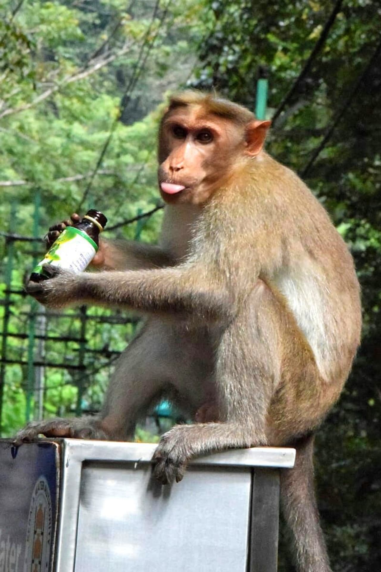 വ്രതശുദ്ധിയില് മല ചവിട്ടിയ ഏതാ ഭക്തനുപേക്ഷിച്ച കഫ്സിറപ്പിന്റെ കുപ്പിയാണ് കുരങ്ങന്റെ കൈയില്. വ്രതശുദ്ധിയില് മല ചവിട്ടിയ ഏതാ ഭക്തനുപേക്ഷിച്ച കഫ്സിറപ്പിന്റെ കുപ്പിയാണ് കുരങ്ങന്റെ കൈയില്.