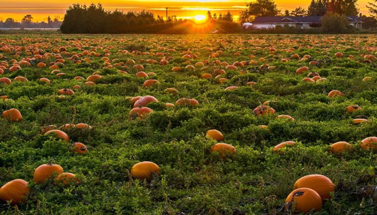 <p>ಅನೇಕ ಮನೆಗಳಲ್ಲಿ, ಕುಂಬಳಕಾಯಿ ಹೂವಿನ ಡಂಪ್ಲಿಂಗ್ ಗಳನ್ನು ಮಳೆಗಾಲದಲ್ಲಿ ಹುರಿಯಲಾಗುತ್ತದೆ, ಇದನ್ನು ಜನರು ಬಹಳ ಇಷ್ಟ ಪಟ್ಟು ತಿನ್ನುತ್ತಾರೆ. ಇದು ಕುಂಬಳಕಾಯಿಯಂತೆ ರುಚಿಯಲ್ಲಿ ಸಮೃದ್ಧವಾಗಿದೆ ಮತ್ತು ಆರೋಗ್ಯಕ್ಕೆ ತುಂಬಾ ಪ್ರಯೋಜನಕಾರಿಯಾಗಿದೆ.</p> <p>ಅನೇಕ ಮನೆಗಳಲ್ಲಿ, ಕುಂಬಳಕಾಯಿ ಹೂವಿನ ಡಂಪ್ಲಿಂಗ್ ಗಳನ್ನು ಮಳೆಗಾಲದಲ್ಲಿ ಹುರಿಯಲಾಗುತ್ತದೆ, ಇದನ್ನು ಜನರು ಬಹಳ ಇಷ್ಟ ಪಟ್ಟು ತಿನ್ನುತ್ತಾರೆ. ಇದು ಕುಂಬಳಕಾಯಿಯಂತೆ ರುಚಿಯಲ್ಲಿ ಸಮೃದ್ಧವಾಗಿದೆ ಮತ್ತು ಆರೋಗ್ಯಕ್ಕೆ ತುಂಬಾ ಪ್ರಯೋಜನಕಾರಿಯಾಗಿದೆ.</p>