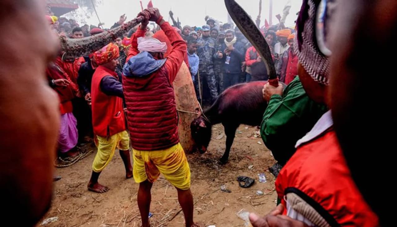 ലോകത്തിന്റെ വിവിധ ഭാഗങ്ങളില് നിന്നുള്ള മൃഗസ്നേഹികളുടെ അഭ്യര്ത്ഥനയും പ്രതിഷേധങ്ങളും ഫലംകണ്ടില്ല, ഇത്തവണയും ആയിരക്കണക്കിന് മൃഗങ്ങള്ക്ക് ഗാഡിമായ് ഉത്സവത്തിനിടയില് ജീവന് നഷ്ടമായി. 260 വര്ഷമായി കാഠ്മണ്ഡുവിലെ ഹിന്ദു അമ്പലത്തില് അഞ്ച് വര്ഷത്തെ ഇടവേളകളില് നടക്കുന്ന ആഘോഷമാണ് ഗാഡിമായി ഉത്സവം. ലോകത്തിന്റെ വിവിധ ഭാഗങ്ങളില് നിന്നുള്ള മൃഗസ്നേഹികളുടെ അഭ്യര്ത്ഥനയും പ്രതിഷേധങ്ങളും ഫലംകണ്ടില്ല, ഇത്തവണയും ആയിരക്കണക്കിന് മൃഗങ്ങള്ക്ക് ഗാഡിമായ് ഉത്സവത്തിനിടയില് ജീവന് നഷ്ടമായി. 260 വര്ഷമായി കാഠ്മണ്ഡുവിലെ ഹിന്ദു അമ്പലത്തില് അഞ്ച് വര്ഷത്തെ ഇടവേളകളില് നടക്കുന്ന ആഘോഷമാണ് ഗാഡിമായി ഉത്സവം.