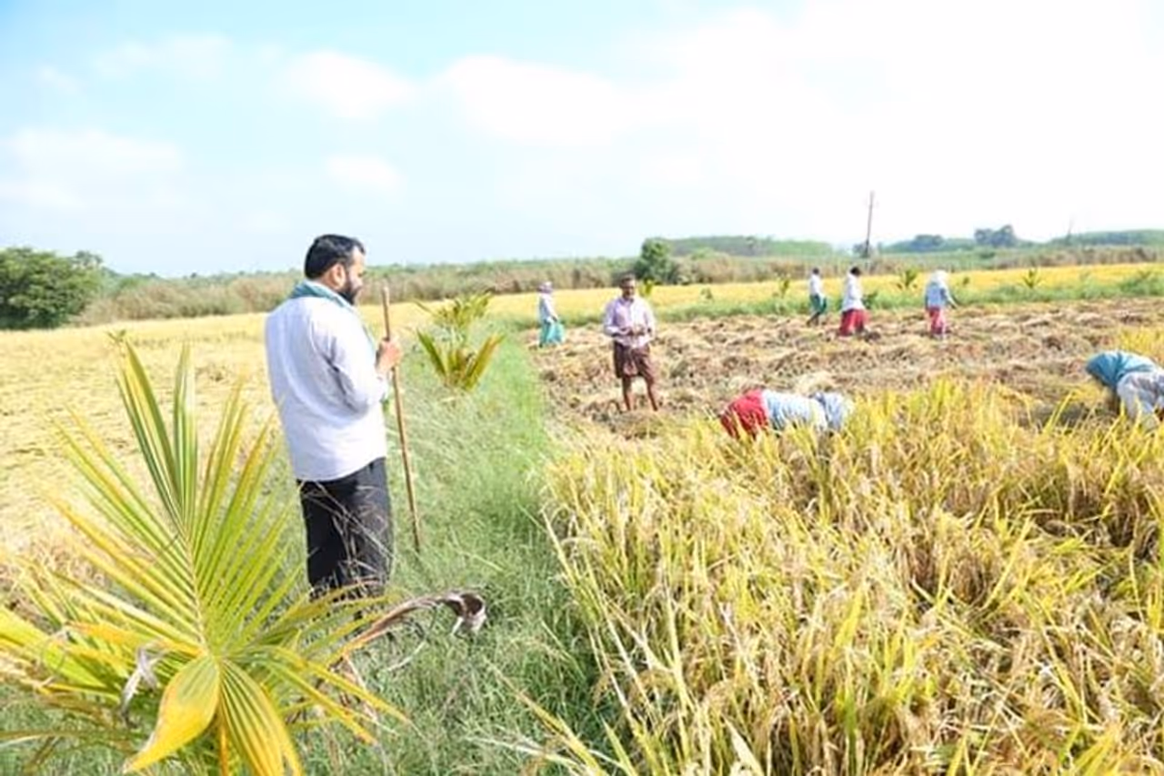 వరికోతను పరిశీలిస్తున్న వైసిపి ఎమ్మెల్యే ఆర్కే వరికోతను పరిశీలిస్తున్న వైసిపి ఎమ్మెల్యే ఆర్కే