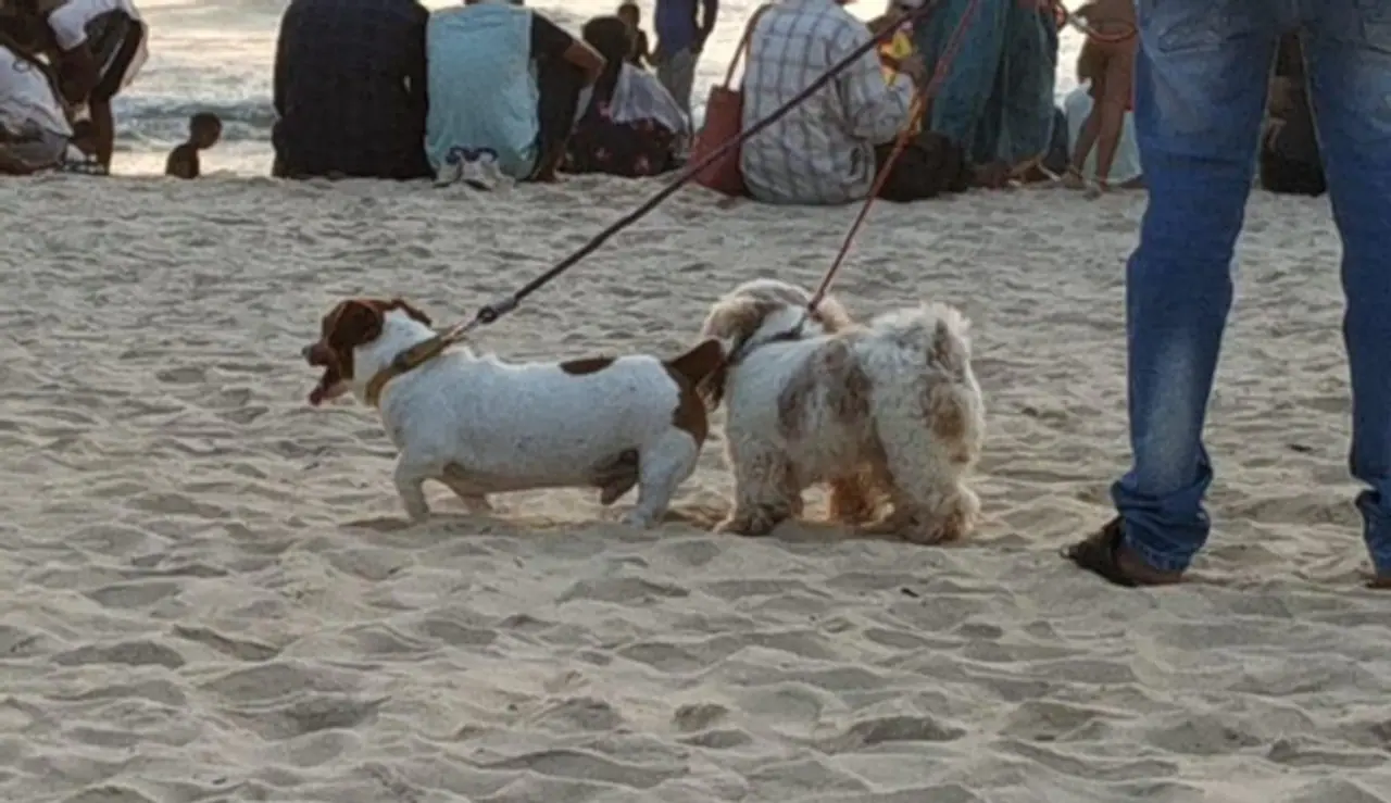 ಮಧ್ವರಾಜ್ ಎನಿಮಲ್ ಕೇರ್ ಟ್ರಸ್ವ್ ಮತ್ತು ಏಂಜೆಲ್ಸ್ ಫಾರ್ ಸ್ಪ್ರೇ ಡಾಗ್ (ಮ್ಯಾಕ್ಟ್) ವತಿಯಿಂದ ಮಲ್ಪೆ ಬೀಚ್ನಲ್ಲಿ ‘ದಿ ಗ್ರೇಟ್ ಇಂಡಿಯನ್ ಡಾಗ್ ಶೋ’ ಆಯೋಜಿಸಲಾಗಿತ್ತು. ಮಧ್ವರಾಜ್ ಎನಿಮಲ್ ಕೇರ್ ಟ್ರಸ್ವ್ ಮತ್ತು ಏಂಜೆಲ್ಸ್ ಫಾರ್ ಸ್ಪ್ರೇ ಡಾಗ್ (ಮ್ಯಾಕ್ಟ್) ವತಿಯಿಂದ ಮಲ್ಪೆ ಬೀಚ್ನಲ್ಲಿ ‘ದಿ ಗ್ರೇಟ್ ಇಂಡಿಯನ್ ಡಾಗ್ ಶೋ’ ಆಯೋಜಿಸಲಾಗಿತ್ತು.