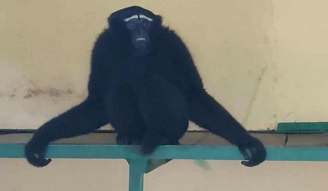 ಚಿಂಪಾಂಚಿ ಜಾತಿಗೆ ಸೇರಿದ ಪ್ರಾಣಿಯನ್ನೂ ಗುವಾಹಟಿಯಿಂದ ಮೈಸೂರು ಮೃಗಾಲಯಕ್ಕೆ ತರಲಾಗಿದೆ. ಚಿಂಪಾಂಚಿ ಜಾತಿಗೆ ಸೇರಿದ ಪ್ರಾಣಿಯನ್ನೂ ಗುವಾಹಟಿಯಿಂದ ಮೈಸೂರು ಮೃಗಾಲಯಕ್ಕೆ ತರಲಾಗಿದೆ.