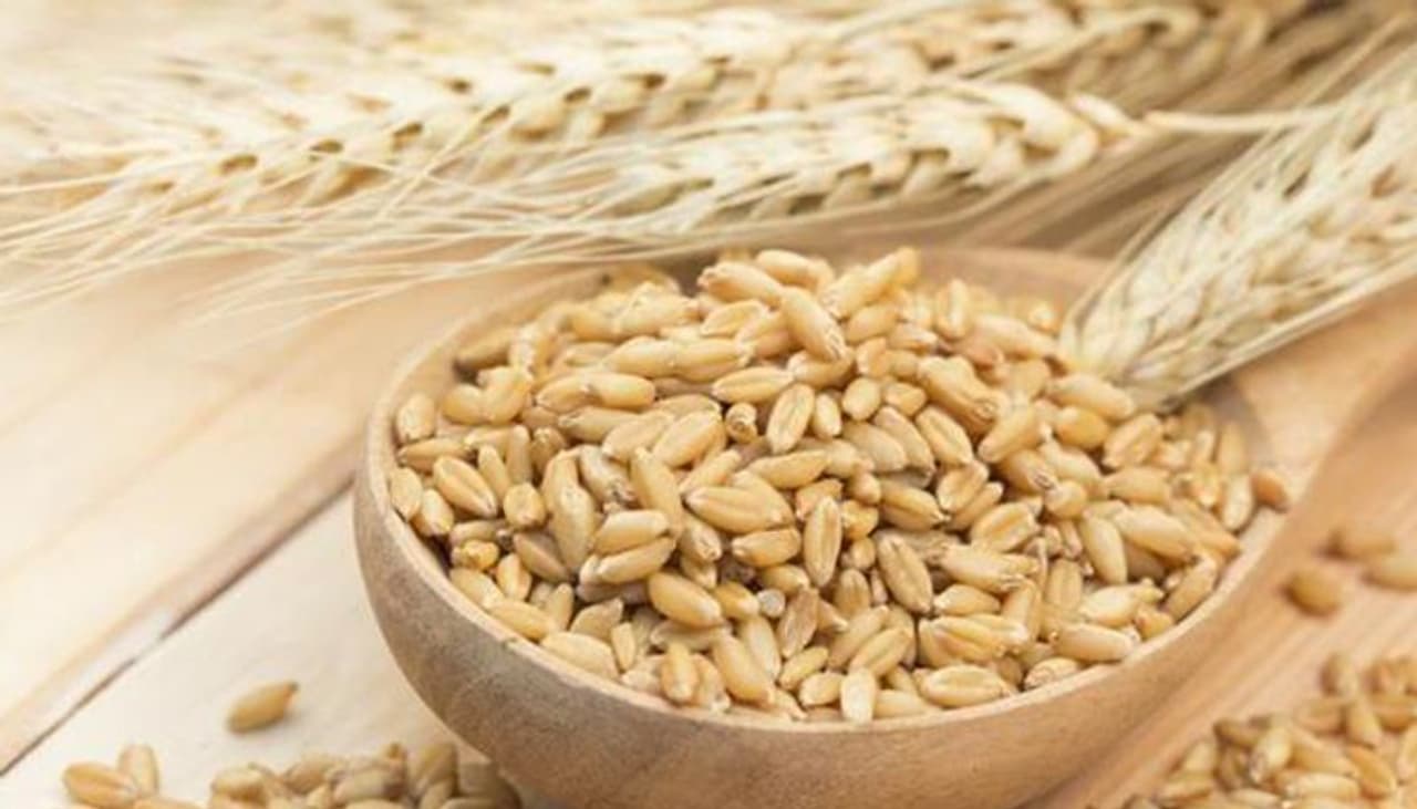 <p style="text align: justify;">ಗೋಧಿಯಲ್ಲಿ ಪೌಷ್ಟಿಕಾಂಶ ಅಧಿಕವಾಗಿರುವುದರಿಂದ ಇದರ ಉಪಯೋಗ ಆಹಾರದಲ್ಲಿ ಅತೀ ಅವಶ್ಯಕ. ಇದರಲ್ಲಿ ಹೆಚ್ಚು ನಾರಿನ ಅಂಶಗಳಿವೆ. ಹಾಗಾಗಿ ಇದನ್ನು ಡಯಟರಿ ಪುಡ್ ಆಗಿ ಉಪಯೋಗಿಸುತ್ತಾರೆ.</p> <p style="text align: justify;">ಗೋಧಿಯಲ್ಲಿ ಪೌಷ್ಟಿಕಾಂಶ ಅಧಿಕವಾಗಿರುವುದರಿಂದ ಇದರ ಉಪಯೋಗ ಆಹಾರದಲ್ಲಿ ಅತೀ ಅವಶ್ಯಕ. ಇದರಲ್ಲಿ ಹೆಚ್ಚು ನಾರಿನ ಅಂಶಗಳಿವೆ. ಹಾಗಾಗಿ ಇದನ್ನು ಡಯಟರಿ ಪುಡ್ ಆಗಿ ಉಪಯೋಗಿಸುತ್ತಾರೆ.</p>