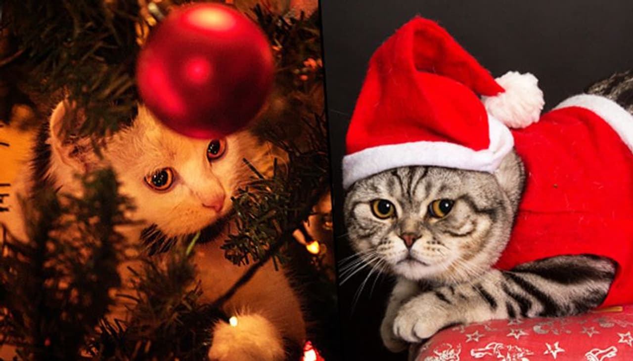 Animals play a pivotal role during Christmas. They are believed to guide Santa Claus around the world to deliver gifts. Now, Christmas is just around the corner, and it is one of the most anticipated festivals of the year. Animals play a pivotal role during Christmas. They are believed to guide Santa Claus around the world to deliver gifts. Now, Christmas is just around the corner, and it is one of the most anticipated festivals of the year.