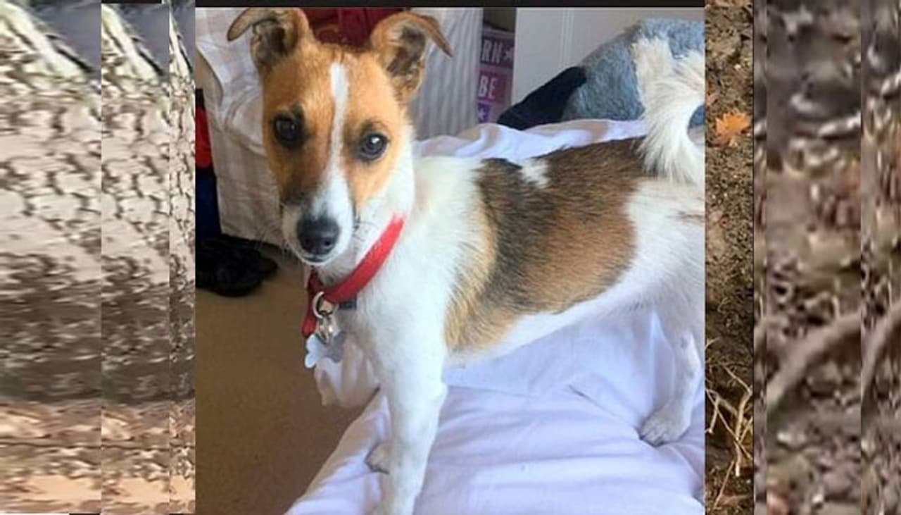 మనుషులనే పట్టించుకోని నేటి సమాజంలో ఓ మూగజీవితో వీడిదీయ లేని బంధం ఏర్పడుచుకున్నారు ఓ వ్యక్తి. తను అల్లరిముద్దుగా పెంచుకున్న శునకం నేల బొర్రా లోకి వెళ్ళి ఇరుక్కుపోయి తిరిగి తన దగ్గర చేరిన సమయంలో అతని భావోద్వేగం అందరి కళ్ళలో కన్నీరు పెట్టించింది. ప్రస్తుతం దీనికి సంబంధించిన వీడియో సోషల్ మీడియాలో వైరల్గా మారింది. మనిషికి జీవన గమనంలో పెంపుడు జంతువులు భాగమయ్యాయని తెలపడినికి ఈ సంఘటనే ఓ ఉదాహరణ. మనుషులనే పట్టించుకోని నేటి సమాజంలో ఓ మూగజీవితో వీడిదీయ లేని బంధం ఏర్పడుచుకున్నారు ఓ వ్యక్తి. తను అల్లరిముద్దుగా పెంచుకున్న శునకం నేల బొర్రా లోకి వెళ్ళి ఇరుక్కుపోయి తిరిగి తన దగ్గర చేరిన సమయంలో అతని భావోద్వేగం అందరి కళ్ళలో కన్నీరు పెట్టించింది. ప్రస్తుతం దీనికి సంబంధించిన వీడియో సోషల్ మీడియాలో వైరల్గా మారింది. మనిషికి జీవన గమనంలో పెంపుడు జంతువులు భాగమయ్యాయని తెలపడినికి ఈ సంఘటనే ఓ ఉదాహరణ.