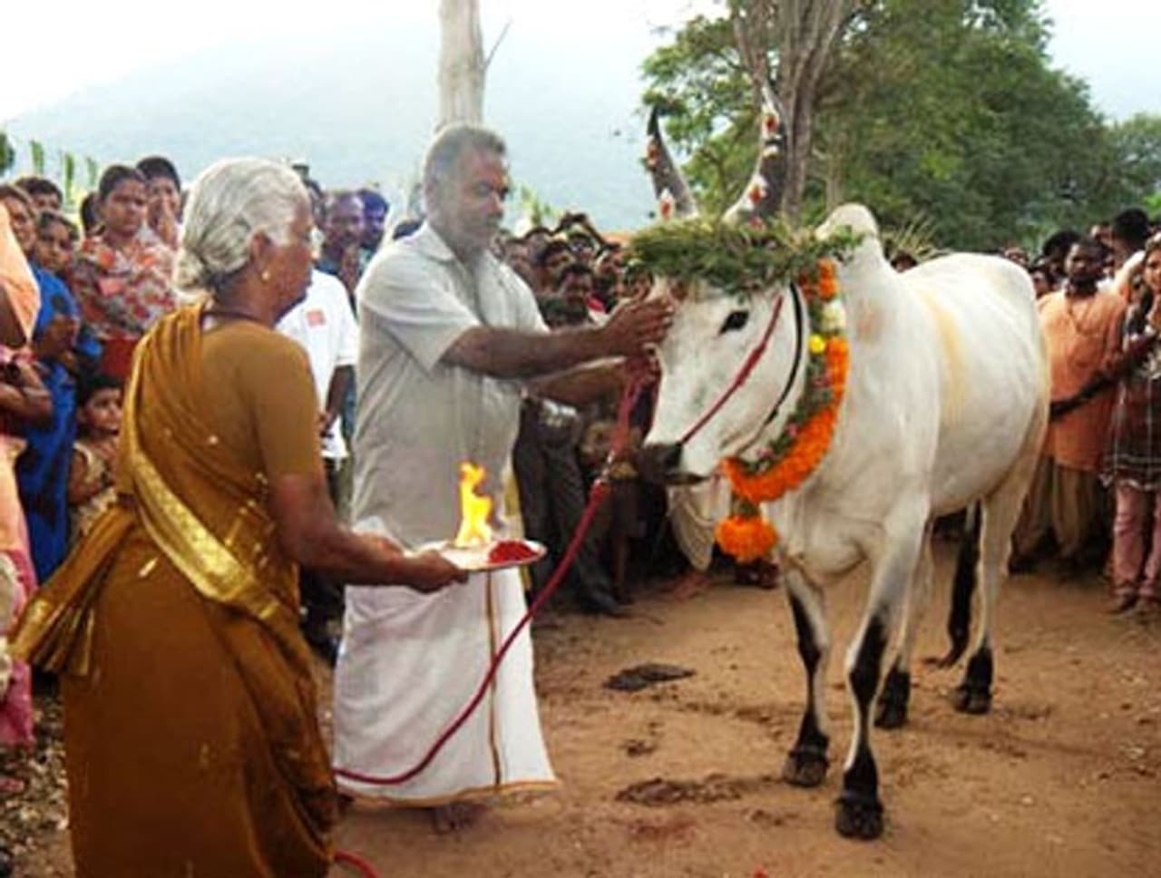 Mattu Pongal 2025 in Tamil