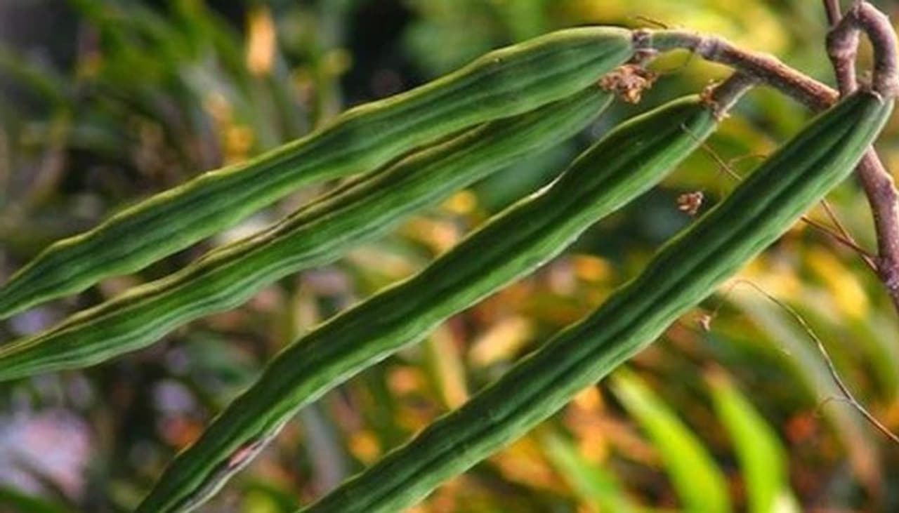 <p>మన దేశంలో చాలా రకాల కూరగాయాలు పండుతుంటాయి.&nbsp;&nbsp;వాటిల్లో మన దక్షిణాది ప్రజల మనసుదోచిన కూరగాయల్లో ‘‘ మునగకాయ’’ కూడా ఒకటి. &nbsp;రుచికి రుచితో పాటు.. ఆరోగ్యాన్ని కూడా అందజేస్తుంది ఈ మునగకాయ.&nbsp;&nbsp;కేవలం కాయలే కాదు..చెట్టు వేరు నుండి ఆకు వరకు అన్నీ ఉపయోగాలే. పోషకాలు కూడా ఎక్కువే.&nbsp;<br />&nbsp;</p>