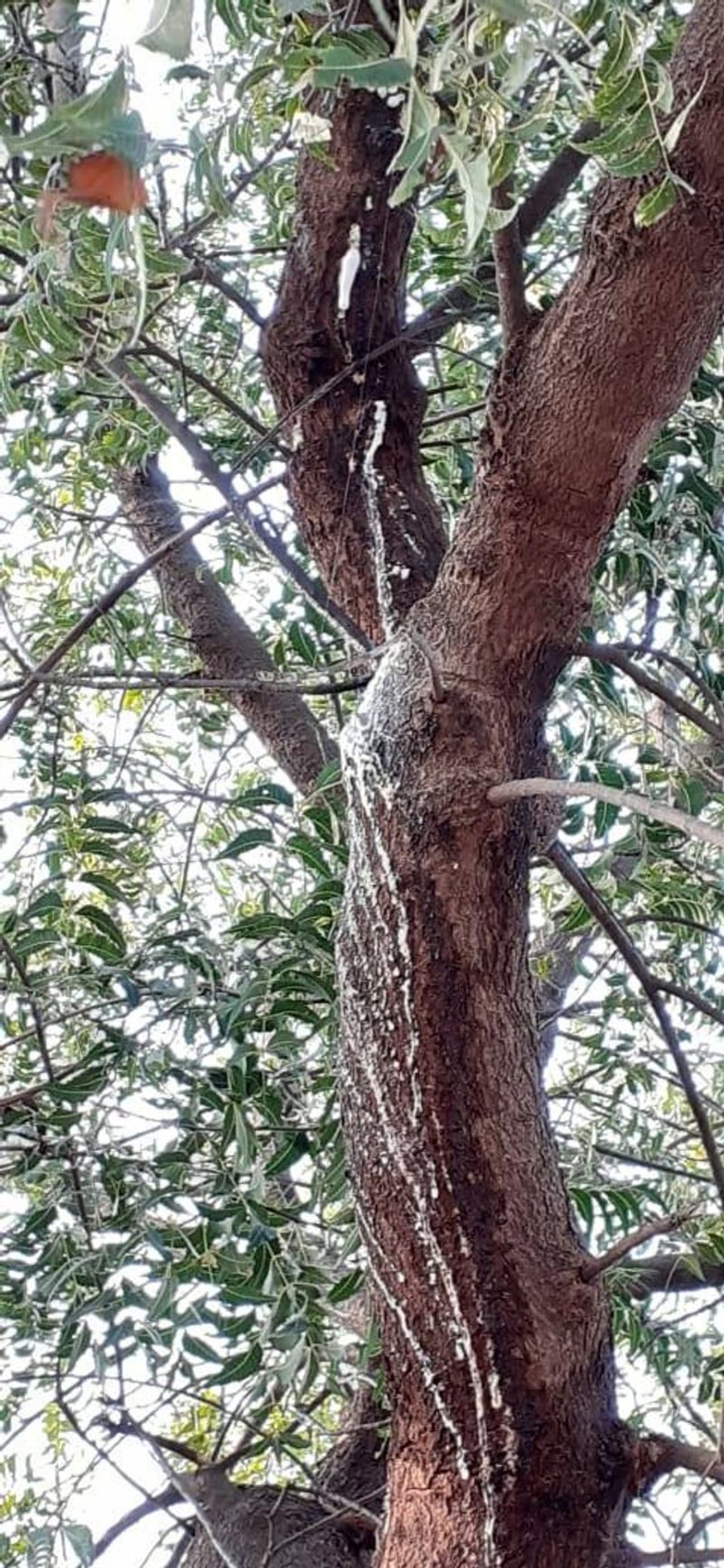 ಕಲಬುರಗಿ ಜಿಲ್ಲೆಯ ಅಫಜಲಪುರ ತಾಲೂಕಿನ ಕೊಳ್ಳೂರ ಗ್ರಾಮದ ಬೇವಿನ ಮರದಿಂದ ಸುರಿಯುತ್ತಿರುವ ಹಾಲಿನ ರೂಪದ ದ್ರವ ಕಲಬುರಗಿ ಜಿಲ್ಲೆಯ ಅಫಜಲಪುರ ತಾಲೂಕಿನ ಕೊಳ್ಳೂರ ಗ್ರಾಮದ ಬೇವಿನ ಮರದಿಂದ ಸುರಿಯುತ್ತಿರುವ ಹಾಲಿನ ರೂಪದ ದ್ರವ