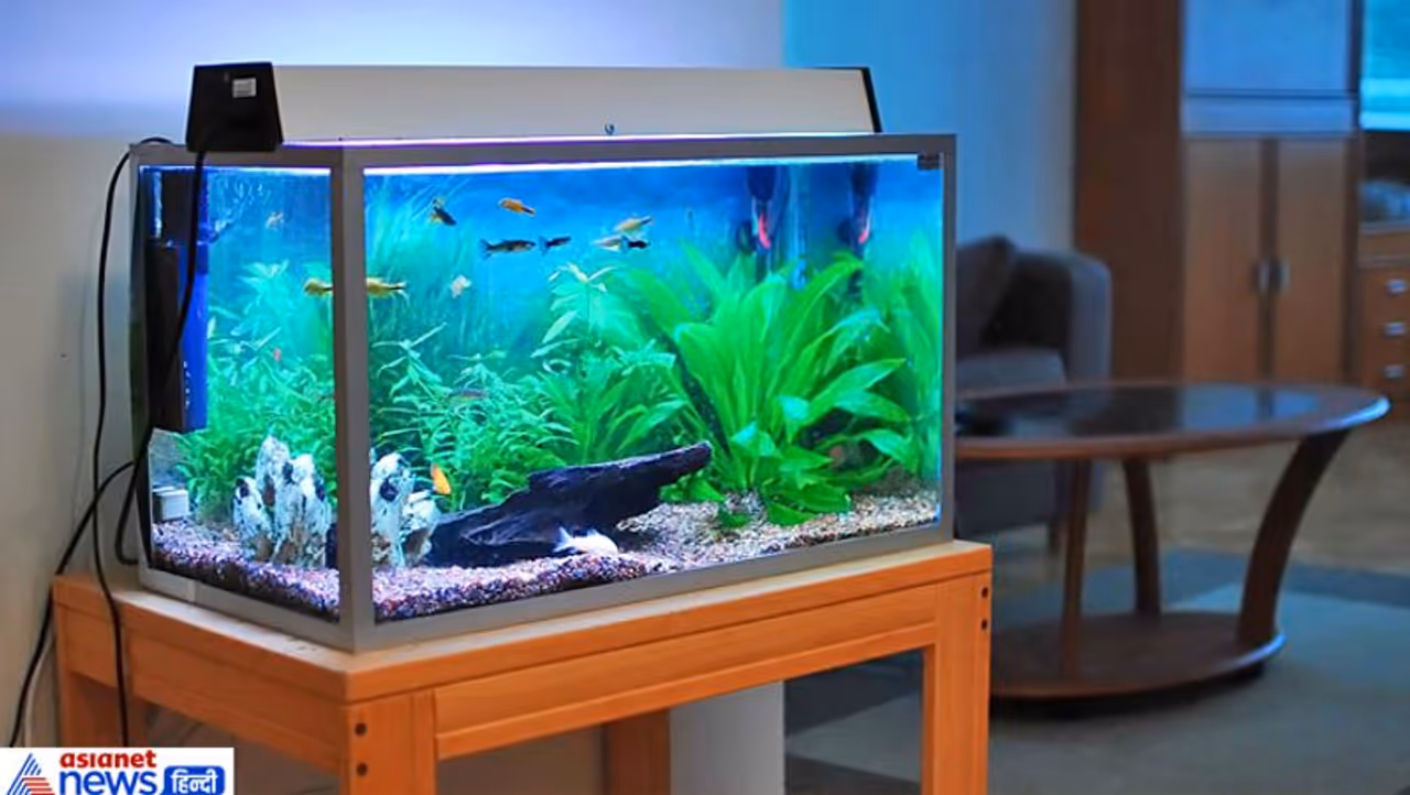 <p>ಲಿವಿಂಗ್ ಕೋಣೆಯಲ್ಲಿ ಅಕ್ವೇರಿಯಂ ಇಡುವುದರಿಂದ ಅದು ಮನರಂಜನೆ ಹಾಗೂ ರಿಲ್ಯಾಕ್ಸೇಶನ್ ಮೂಲವಾಗುತ್ತದೆ. ಈ ಅಕ್ವೇರಿಯಂನ್ನು ಲಿವಿಂಗ್ ಕೋಣೆಯ ಆಗ್ನೇಯ ದಿಕ್ಕಿನಲ್ಲಿಡುವುದರಿಂದ ಅದು ಮನೆಗೆ ಬಹಳಷ್ಟು ಸಮೃದ್ಧಿಯನ್ನು ಆಕರ್ಷಿಸುತ್ತದೆ. ಅಕ್ವೇರಿಯಂ ಆಕಾರ ಚೌಕ ಇಲ್ಲವೇ ಆಯತ ಇರುವುದು ಉತ್ತಮ. ವೃತ್ತಾಕಾರದ ಅಕ್ವೇರಿಯಂ ಆದರೆ ಉತ್ತರ ದಿಕ್ಕಿನಲ್ಲಿರಿಸಿ. </p> <p>ಲಿವಿಂಗ್ ಕೋಣೆಯಲ್ಲಿ ಅಕ್ವೇರಿಯಂ ಇಡುವುದರಿಂದ ಅದು ಮನರಂಜನೆ ಹಾಗೂ ರಿಲ್ಯಾಕ್ಸೇಶನ್ ಮೂಲವಾಗುತ್ತದೆ. ಈ ಅಕ್ವೇರಿಯಂನ್ನು ಲಿವಿಂಗ್ ಕೋಣೆಯ ಆಗ್ನೇಯ ದಿಕ್ಕಿನಲ್ಲಿಡುವುದರಿಂದ ಅದು ಮನೆಗೆ ಬಹಳಷ್ಟು ಸಮೃದ್ಧಿಯನ್ನು ಆಕರ್ಷಿಸುತ್ತದೆ. ಅಕ್ವೇರಿಯಂ ಆಕಾರ ಚೌಕ ಇಲ್ಲವೇ ಆಯತ ಇರುವುದು ಉತ್ತಮ. ವೃತ್ತಾಕಾರದ ಅಕ್ವೇರಿಯಂ ಆದರೆ ಉತ್ತರ ದಿಕ್ಕಿನಲ್ಲಿರಿಸಿ. </p>