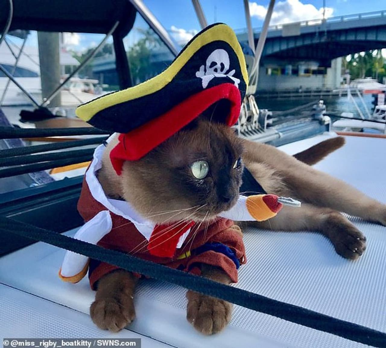 അവളുടെ നിരവധി കടല് സാഹസങ്ങൾ കണക്കിലെടുക്കുമ്പോൾ, റിഗ്സ്, റിഗ്ഗിൾസ് അല്ലെങ്കിൽ ചിക്കൻ എന്നും അറിയപ്പെടുന്ന മിസ് റിഗ്ബി കരീബിയൻ രാജ്യത്തിന്റെ യഥാർത്ഥ ' paw rate' ആണെന്ന് പറയാം. അവളുടെ നിരവധി കടല് സാഹസങ്ങൾ കണക്കിലെടുക്കുമ്പോൾ, റിഗ്സ്, റിഗ്ഗിൾസ് അല്ലെങ്കിൽ ചിക്കൻ എന്നും അറിയപ്പെടുന്ന മിസ് റിഗ്ബി കരീബിയൻ രാജ്യത്തിന്റെ യഥാർത്ഥ ' paw rate' ആണെന്ന് പറയാം.