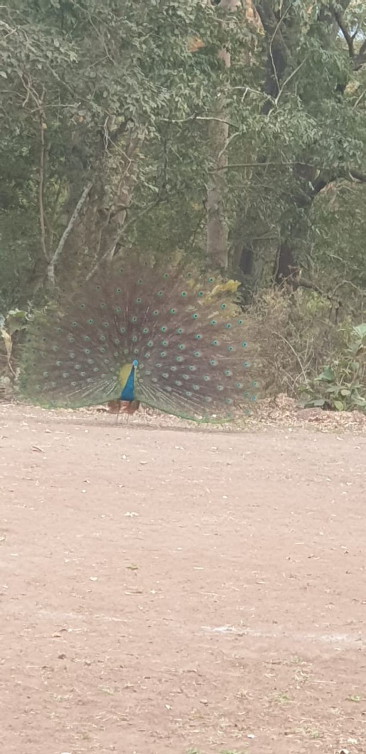 தோகை விரித்தாடும் மயில் தோகை விரித்தாடும் மயில்