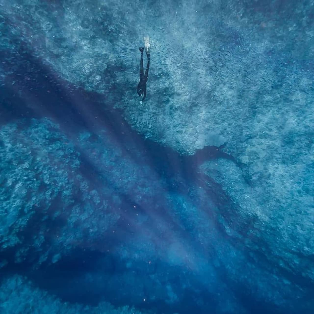 ഫ്രീ ഡൈവിങ്ങ് പഠന കേന്ദ്രം നടത്തുന്നയാളാണ് ഓസ്ട്രേലിയക്കാരനായ എറസ് ബീറ്റ്സ്. അതോടൊപ്പം ആഴക്കടലിന്റെ ചിത്രങ്ങളെടുക്കുന്നതില് വിദഗ്ദനുമാണ് എറസ്. ഫ്രീ ഡൈവിങ്ങ് പഠന കേന്ദ്രം നടത്തുന്നയാളാണ് ഓസ്ട്രേലിയക്കാരനായ എറസ് ബീറ്റ്സ്. അതോടൊപ്പം ആഴക്കടലിന്റെ ചിത്രങ്ങളെടുക്കുന്നതില് വിദഗ്ദനുമാണ് എറസ്.