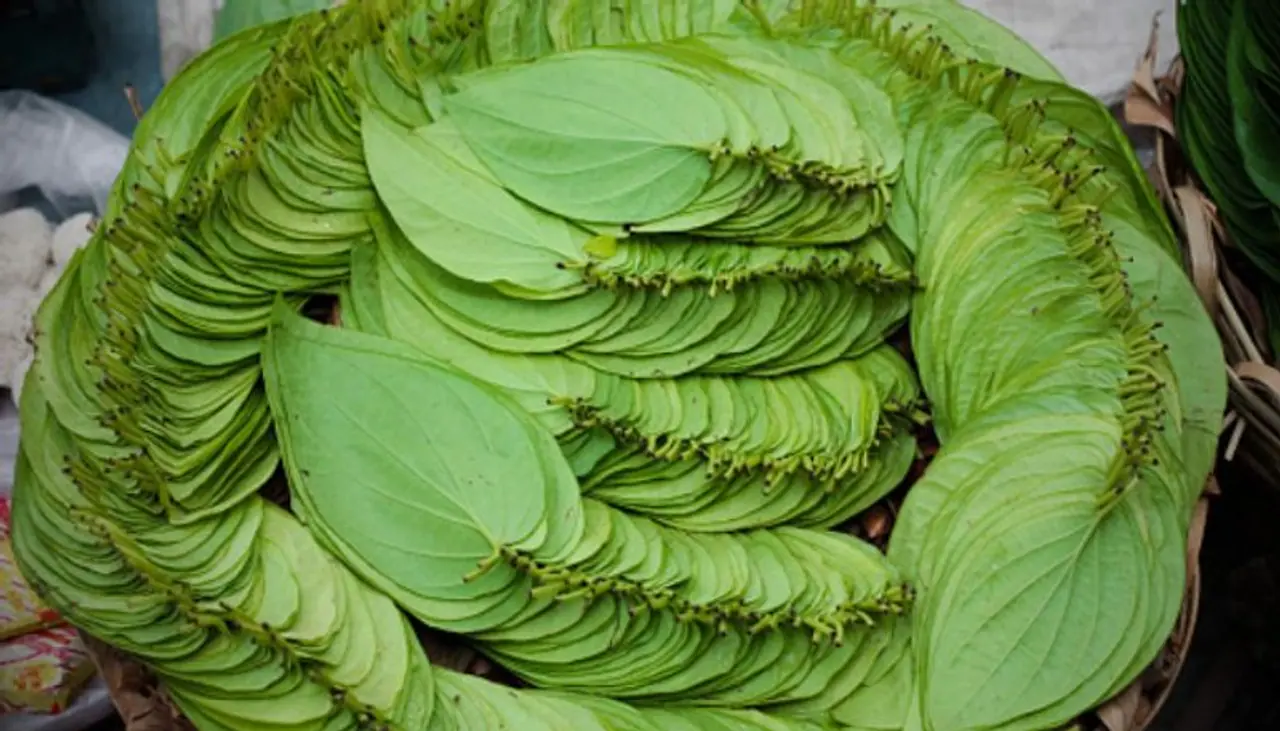 <p>ಆಯುರ್ವೇದ, ಚರಕ ಸಂಹಿತಾ, ಸುಶ್ರುತ ಸಂಹಿತಾ ಇತ್ಯಾದಿಗಳಲ್ಲಿ ವೀಳ್ಯದ ಎಲೆಗಳನ್ನು ತುಂಬಾ ಆರೋಗ್ಯಕರ ಎಂದು ವಿವರಿಸಲಾಗಿದೆ. ಹಳೆಯ ಕಾಲದಲ್ಲಿ, ರಾಜ ಮಹಾರಾಜರು ಪ್ರತಿ ರಾತ್ರಿ ಊಟ ಮಾಡಿದ ನಂತರ ಪಾನ್ ಅನ್ನು ಅಗಿಯುತ್ತಿದ್ದರು. ವಿವಾಹಿತ ಪುರುಷರು ವೀಳ್ಯದ ಎಲೆಗಳನ್ನು ಸೇವಿಸುವುದರಿಂದ ಅದ್ಭುತ ಪ್ರಯೋಜನಗಳನ್ನು ಪಡೆಯುತ್ತಾರೆ.&nbsp;</p>