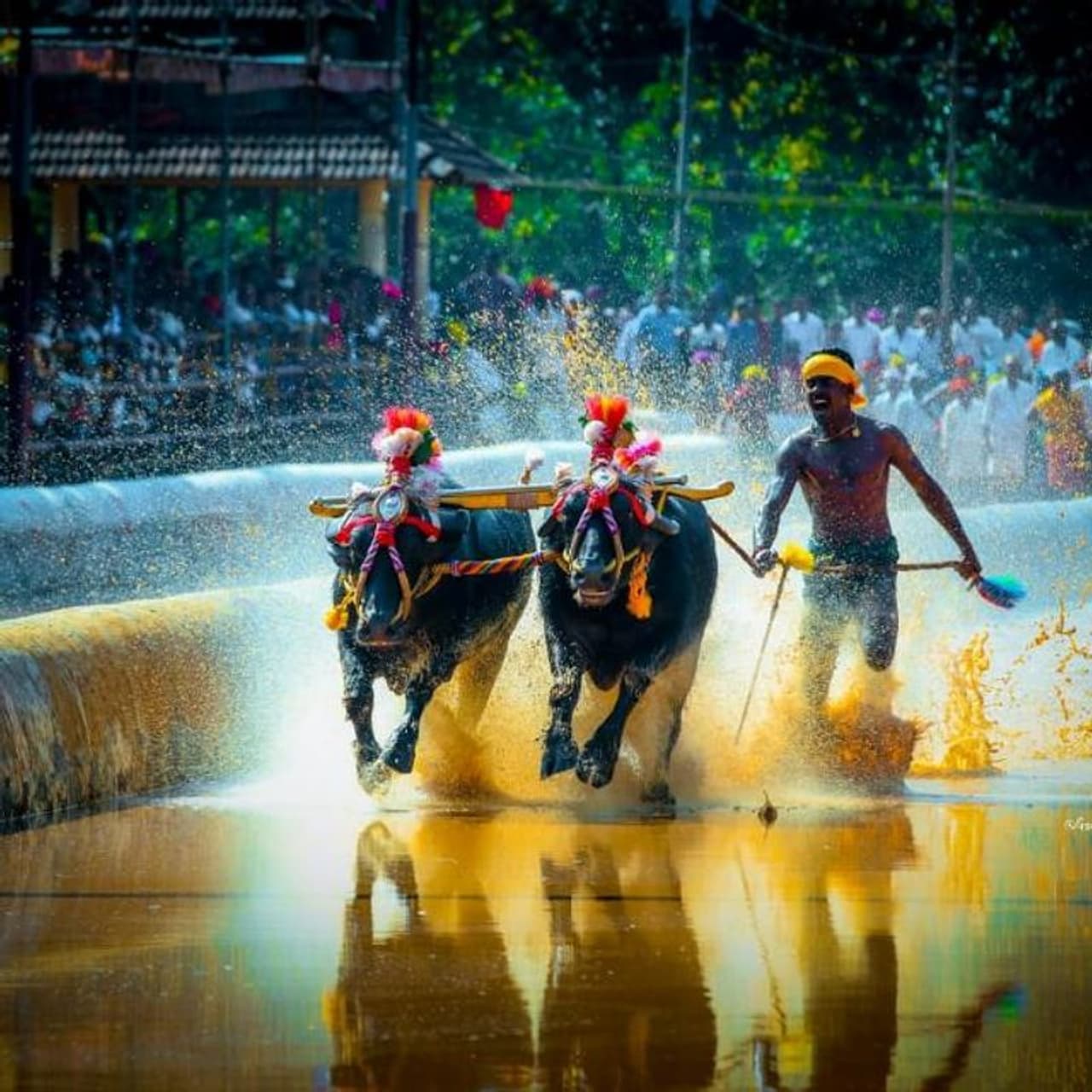 ದಕ್ಷಿಣ ಕನ್ನಡ ಜಿಲ್ಲೆ ಮೂಡುಬಿದಿರೆಯ ಮೀಯಾರಿನ ಯುವಕ ಶ್ರೀನಿವಾಸ ಗೌಡ (28) ಅದಕ್ಕಿಂತಲೂ ವೇಗವಾಗಿ ಓಡಿ ಅಚ್ಚರಿ ಮೂಡಿಸಿದ್ದಾರೆ! ಅದೂ ಕೆಸರಿನಿಂದ ಕೂಡಿದ ಕಂಬಳದ ಗದ್ದೆಯಲ್ಲಿ ಕೋಣಗಳ ಜೊತೆಗೆ!