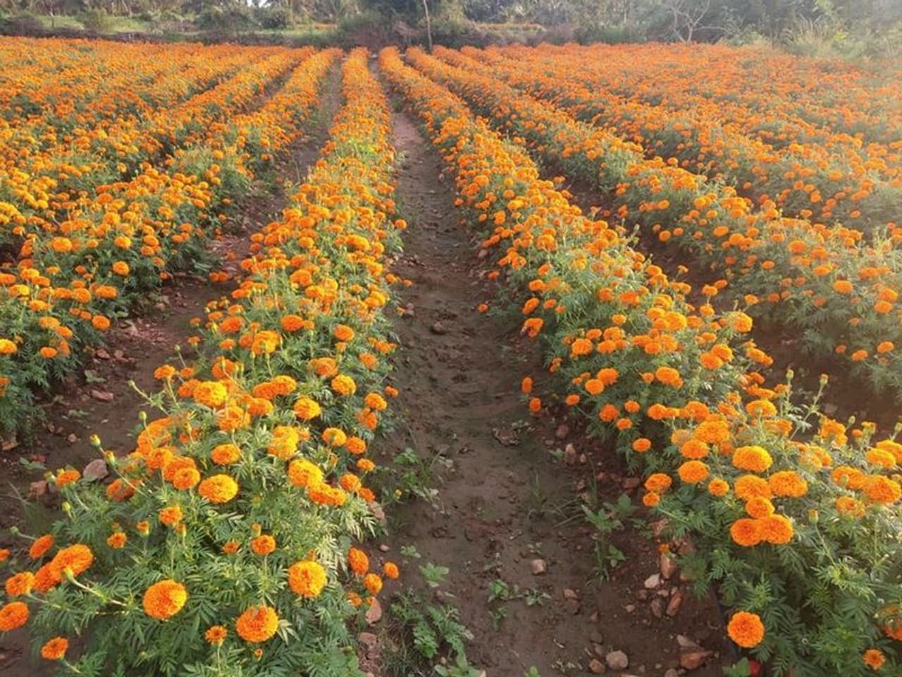 ರವಿಯವರ ತಂದೆ ಮಲ್ಲಪ್ಪ ಕೂಡ ಈ ಮುಂಚೆ ತಮ್ಮ ಜಮೀನಿನಲ್ಲಿ ರಾಗಿಯನ್ನು ಬೆಳೆಯುತ್ತಿದ್ದರು. ಇದರಿಂದ ಅವರಿಗೆ ಒಟ್ಟು ಆದಾಯ 5 ಲಕ್ಷ ರೂಗಳು ಬರುತ್ತಿತ್ತು. ರವಿಯವರ ತಂದೆ ಮಲ್ಲಪ್ಪ ಕೂಡ ಈ ಮುಂಚೆ ತಮ್ಮ ಜಮೀನಿನಲ್ಲಿ ರಾಗಿಯನ್ನು ಬೆಳೆಯುತ್ತಿದ್ದರು. ಇದರಿಂದ ಅವರಿಗೆ ಒಟ್ಟು ಆದಾಯ 5 ಲಕ್ಷ ರೂಗಳು ಬರುತ್ತಿತ್ತು.