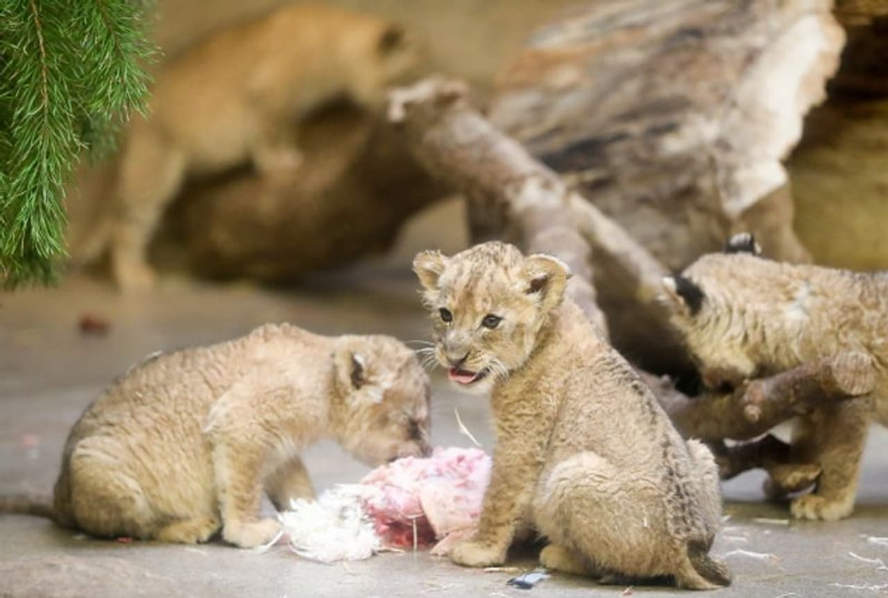 ടാ അങ്ങോട്ട് നോക്ക്... ദേ അവിടെ .... ( ജർമ്മനിയിലെ ലീപ്സിഗ് നഗരത്തിലെ ഒരു മൃഗശാലയാണ് ലീപ്സിഗ് സുവോളജിക്കൽ ഗാർഡൻ. ടാ അങ്ങോട്ട് നോക്ക്... ദേ അവിടെ .... ( ജർമ്മനിയിലെ ലീപ്സിഗ് നഗരത്തിലെ ഒരു മൃഗശാലയാണ് ലീപ്സിഗ് സുവോളജിക്കൽ ഗാർഡൻ.