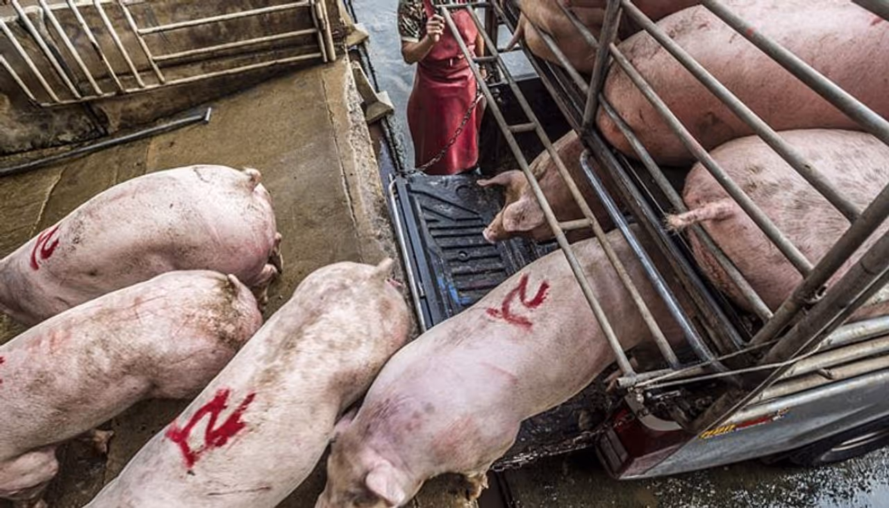 മൃഗങ്ങളോടുള്ള മനുഷ്യന്റെ ക്രൂരതയുടെ നേര്ക്കാഴ്ച ക്യാമറയില് പകര്ത്തി യുവതി. മൃഗാവകാശപ്രവര്ത്തക കൂടിയായ ജോ ആന് മക് ആര്തര് എന്ന യുവതിയാണ് അറവ് ശാലകളിലെ ഞെട്ടിക്കുന്ന കാഴ്ചകളിലേക്ക് ക്യാമറയുമായി എത്തിയത്. മൃഗങ്ങളോടുള്ള മനുഷ്യന്റെ ക്രൂരതയുടെ നേര്ക്കാഴ്ച ക്യാമറയില് പകര്ത്തി യുവതി. മൃഗാവകാശപ്രവര്ത്തക കൂടിയായ ജോ ആന് മക് ആര്തര് എന്ന യുവതിയാണ് അറവ് ശാലകളിലെ ഞെട്ടിക്കുന്ന കാഴ്ചകളിലേക്ക് ക്യാമറയുമായി എത്തിയത്.