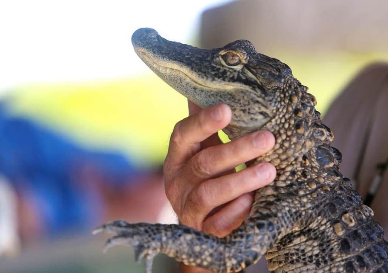 ಪ್ಲೋರಿಡಾದಲ್ಲಿ ಶಾಕಿಂಗ್ ಘಟನೆಯೊಂದು ನಡೆದಿದ್ದು, ಮಹಿಳೆಯನ್ನು ಪರಿಶೀಲಿಸಲು ಬಂದಿದ್ದ ಪೊಲೀಸರು ಆಕೆ ಬಳಿ ಮೊಸಳೆ ಮರಿ ಇರುವುದನ್ನು ಪತ್ತೆ ಹಚ್ಚಿದ್ದಾರೆ. ಪ್ಲೋರಿಡಾದಲ್ಲಿ ಶಾಕಿಂಗ್ ಘಟನೆಯೊಂದು ನಡೆದಿದ್ದು, ಮಹಿಳೆಯನ್ನು ಪರಿಶೀಲಿಸಲು ಬಂದಿದ್ದ ಪೊಲೀಸರು ಆಕೆ ಬಳಿ ಮೊಸಳೆ ಮರಿ ಇರುವುದನ್ನು ಪತ್ತೆ ಹಚ್ಚಿದ್ದಾರೆ.
