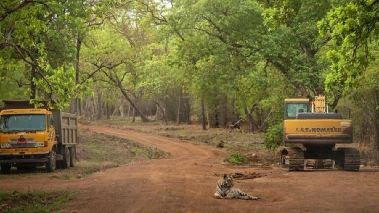 ഇന്ത്യൻ ഫോറസ്റ്റ് ഓഫീസർ (ഐ‌എഫ്‌എസ്) പർ‌വീൻ‌ കസ്വാൻ‌ തന്‍റെ ട്വിറ്റർ‌ അക്കൗണ്ടില്‍ പങ്കുവച്ച ചിത്രമാണിത്. ബുൾഡോസറും ട്രക്കും നിരന്തരം പണിയെടുക്കുന്നതിനിടെ അലസനായി ഇരിക്കുന്ന കടുവ. അദ്ദേഹം ഈ ചിത്രം പോസ്റ്റ് ചെയ്തതോടെ ഏറെ ആളുകളാണ് ചിത്രം പങ്കുവച്ചത്. ഇന്ത്യയില്‍ ഇന്ന് ശക്തമായ വനനിയമങ്ങള്‍ നിലവിലുണ്ട്. ഒരു സാധാരണ പൗരനോ അല്ലെങ്കില്‍ കാടിന്‍റെ തദ്ദേശീയ ജനതയെന്ന് വിളിക്കുന്ന ആദിവാസികള്‍ തന്നെയോ ഇന്ന് കാട്ടില്‍ പ്രവേശിക്കണമെങ്കില്‍ വനം വകുപ്പിന്‍റെ സമ്മതം ആവശ്യമാണ്. അത്രയും കര്‍ശനമാണ് കാര്യങ്ങള്‍. എന്നാല്‍ നിയമനിര്‍മ്മാണം നടത്തിയ ഭരണകൂടങ്ങള്‍ ഒരിക്കലും ഈ നിയമങ്ങള്‍ പാലിക്കുന്നില്ലെന്നതിന്‍റെ ശക്തമായ ദൃശ്യമാണിത്. "ആ സ്ഥലം ആരുടേതാണ്. ഒരു ചിത്രം വാക്കുകളേക്കാൾ കൂടുതൽ സംസാരിക്കുന്നു. അജ്ഞാതനായ ആരോ പകര്‍ത്തിയ ശക്തമായ ചിത്രം. # ടൈഗർലാന്റ്" എന്ന അടിക്കുറിപ്പോടെയാണ് പർ‌വീൻ‌ കസ്വാൻ ചിത്രം പങ്കുവച്ചത്. വീട് കൊള്ളയടിക്കപ്പെടുന്ന ഒരു മൃഗത്തിന്‍റെ കണ്ണിലൂടെ നോക്കുമ്പോൾ ഒരു ബുൾഡോസർ എത്രമാത്രം ഭയാനകമാണെന്ന് തോന്നാറുണ്ടെന്ന് പലപ്പോഴും ചിന്തിച്ചിട്ടുണ്ട്. പുരോഗതിയുടെ പേരിൽ മനുഷ്യൻ നാശത്തിന്‍റെ ഒരു പാത മാത്രം ഉപേക്ഷിക്കുന്നതിനെ ഓർമ്മപ്പെടുത്തലാണ് ഈ ചിത്രമെന്ന് തെന്നിന്ത്യന്‍ നടിയായ പൂജ ഭട്ട് റീട്വീറ്റ് ചെയ്തു. ഈ ചിത്രം ട്വീറ്റിൽ 1.9 Kലൈക്കുകളും ഏതാനും മണിക്കൂറുകൾക്കുള്ളിൽ തന്നെ 350 ഓളം റീട്വീറ്റുകളും നേടി.