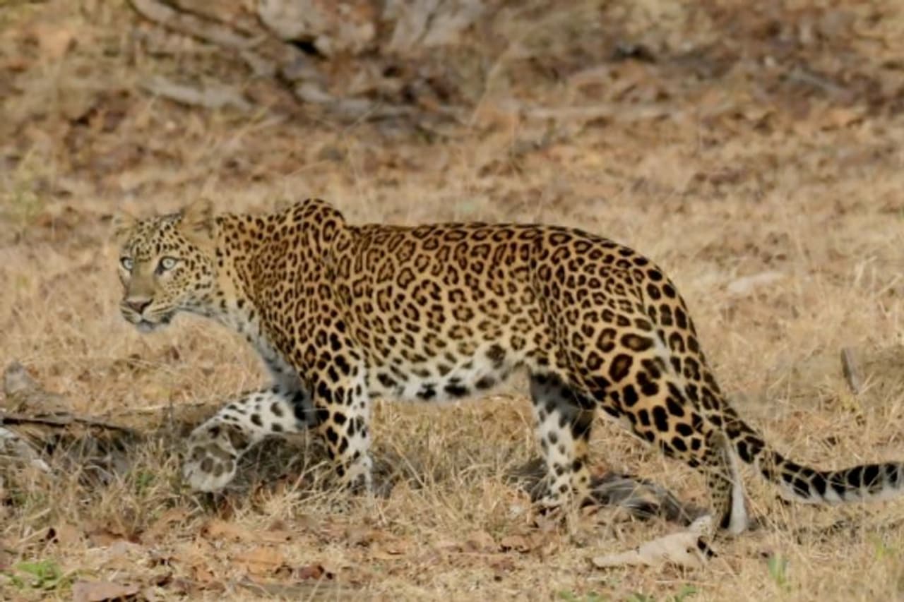 ಮೈಸೂರು ಜಿಲ್ಲೆ ಎಚ್.ಡಿ. ಕೋಟೆ ತಾಲೂಕಿನ ಕಬಿನಿ ದೊಮ್ಮನಕಟ್ಟೆ ಸಫಾರಿ ಮಾರ್ಗದಲ್ಲಿ ಕಾಣಿಸಿಕೊಂಡ ಚಿರತೆಯ ಮನಮೋಹಕ ಭಂಗಿ ಮೈಸೂರು ಜಿಲ್ಲೆ ಎಚ್.ಡಿ. ಕೋಟೆ ತಾಲೂಕಿನ ಕಬಿನಿ ದೊಮ್ಮನಕಟ್ಟೆ ಸಫಾರಿ ಮಾರ್ಗದಲ್ಲಿ ಕಾಣಿಸಿಕೊಂಡ ಚಿರತೆಯ ಮನಮೋಹಕ ಭಂಗಿ