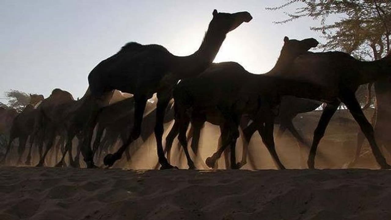 <p>In a case of cruelty towards animals, a camel calf was caught by three persons and one of its legs amputated using a sharp sickle after the animal had ventured into their farmland.<br /> </p> <p>In a case of cruelty towards animals, a camel calf was caught by three persons and one of its legs amputated using a sharp sickle after the animal had ventured into their farmland.<br /> </p>