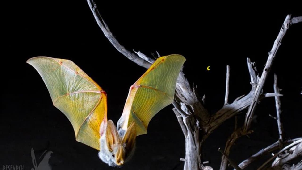 <p>Instances of tree branches being cut, bat colonies destroyed are being reported after rumours of bats carrying novel coronavirus has spread.<br /> </p> <p>Instances of tree branches being cut, bat colonies destroyed are being reported after rumours of bats carrying novel coronavirus has spread.<br /> </p>