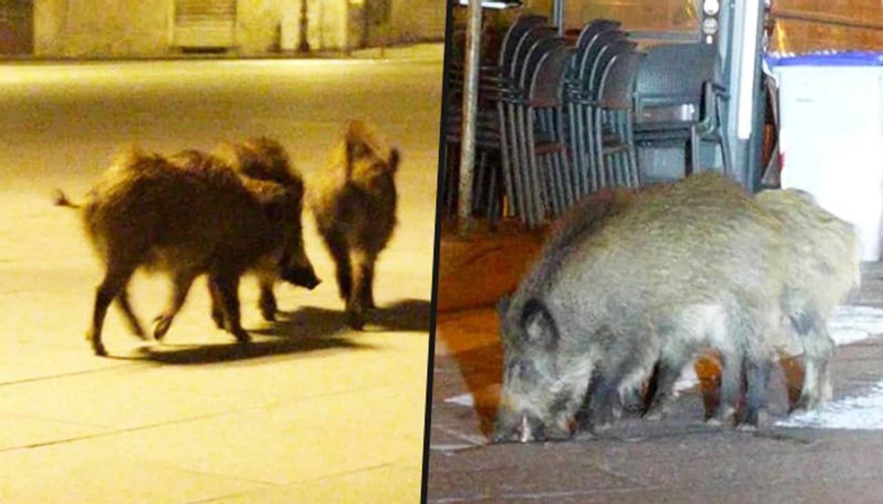 We usually sight these animals in the wild or in zoos. But at this time, with Italy under complete lockdown, wild boars were on streets giving their cubs a ride around the town. We usually sight these animals in the wild or in zoos. But at this time, with Italy under complete lockdown, wild boars were on streets giving their cubs a ride around the town.