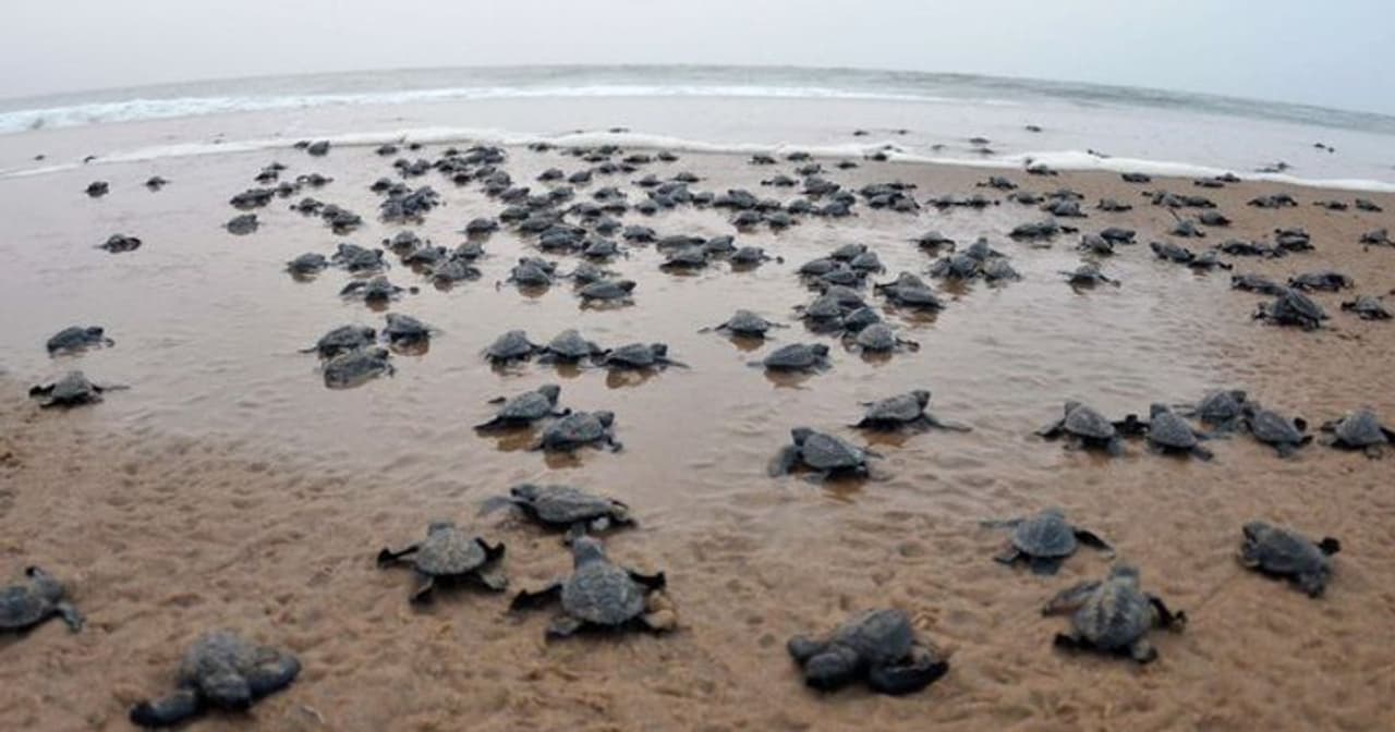 ಒಡಿಶಾದ ಸಮುದ್ರ ತೀರಕ್ಕೆ ಮೊಟ್ಟೆ ಇಡಲು ಮೇಲೆ ಬರುತ್ತಿರುವ ಕಡಲಾಮೆಗಳು ಒಡಿಶಾದ ಸಮುದ್ರ ತೀರಕ್ಕೆ ಮೊಟ್ಟೆ ಇಡಲು ಮೇಲೆ ಬರುತ್ತಿರುವ ಕಡಲಾಮೆಗಳು