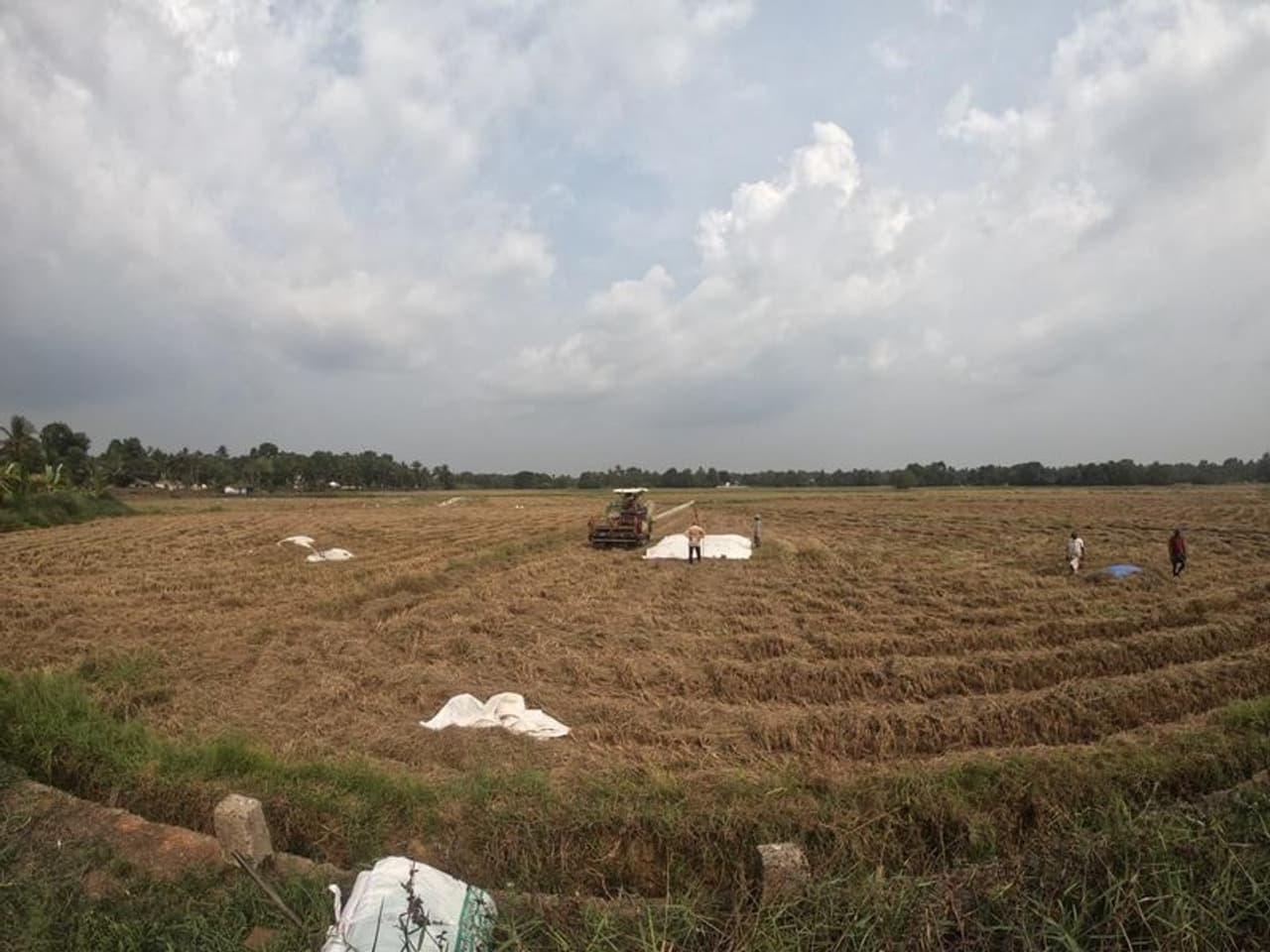 പെരിങ്ങര പഞ്ചായത്തിലെ വേങ്ങല്‍ പാടത്ത് തമിഴ്‌നാട്ടില്‍ നിന്നെത്തിച്ച അഞ്ച് കൊയ്‌ത്ത് യന്ത്രങ്ങള്‍ ഉപയോഗിച്ചാണ് വിളവെടുപ്പ്. വടവടി, പാണാകേരി, കൈപ്പുഴാക്ക എന്നീ പാടങ്ങളിലും കൊയ്ത്ത് ആരംഭിച്ചു.