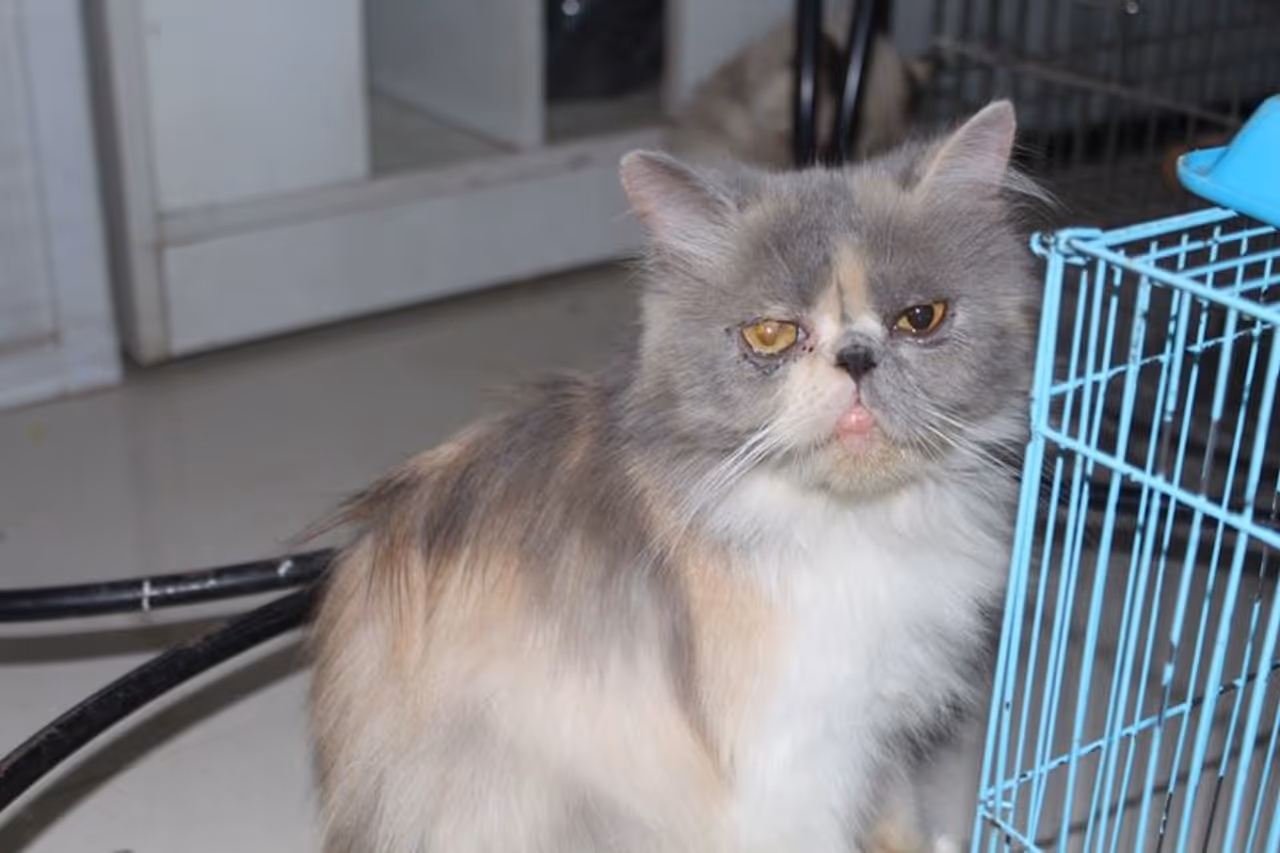 ಈ ವಿಷಯವಾಗಿ ಮಾತನಾಡಿದ ಕರ್ನಾಟಕ ರಾಜ್ಯ ಪಶು ಕಲ್ಯಾಣ ಮಂಡಳಿ ಸದಸ್ಯ ಶಿವಾನಂದ ಡಂಬಳ್. "ಈಗಾಗಲೇ ನಗರದಲ್ಲಿರುವ ಪ್ರಾಣ/ಪಕ್ಷಿಗಳನ್ನ ರಕ್ಷಿಸುವ ನಿಟ್ಟಿನಲ್ಲಿ ಹಲವು ಪ್ರಾಣಿ ದಯಾ ಸಂಘಗಳಾದ ಸಿಯುಪಿಎ, ಪಿಎಫ್ಎ, ಎಸ್ಪಿಸಿಎ ಮತ್ತಿತರ ಸಂಸ್ಥೆಗಳು ಆಹಾರ ಒದಗಿಸುವುದಕ್ಕೆ ಬಿಬಿಎಂಪಿ ನೆರವಿಗೆ ಮುಂದೆ ಬಂದಿದೆ ಎಂದು ತಿಳಿಸಿದರು. ಈ ವಿಷಯವಾಗಿ ಮಾತನಾಡಿದ ಕರ್ನಾಟಕ ರಾಜ್ಯ ಪಶು ಕಲ್ಯಾಣ ಮಂಡಳಿ ಸದಸ್ಯ ಶಿವಾನಂದ ಡಂಬಳ್. "ಈಗಾಗಲೇ ನಗರದಲ್ಲಿರುವ ಪ್ರಾಣ/ಪಕ್ಷಿಗಳನ್ನ ರಕ್ಷಿಸುವ ನಿಟ್ಟಿನಲ್ಲಿ ಹಲವು ಪ್ರಾಣಿ ದಯಾ ಸಂಘಗಳಾದ ಸಿಯುಪಿಎ, ಪಿಎಫ್ಎ, ಎಸ್ಪಿಸಿಎ ಮತ್ತಿತರ ಸಂಸ್ಥೆಗಳು ಆಹಾರ ಒದಗಿಸುವುದಕ್ಕೆ ಬಿಬಿಎಂಪಿ ನೆರವಿಗೆ ಮುಂದೆ ಬಂದಿದೆ ಎಂದು ತಿಳಿಸಿದರು.