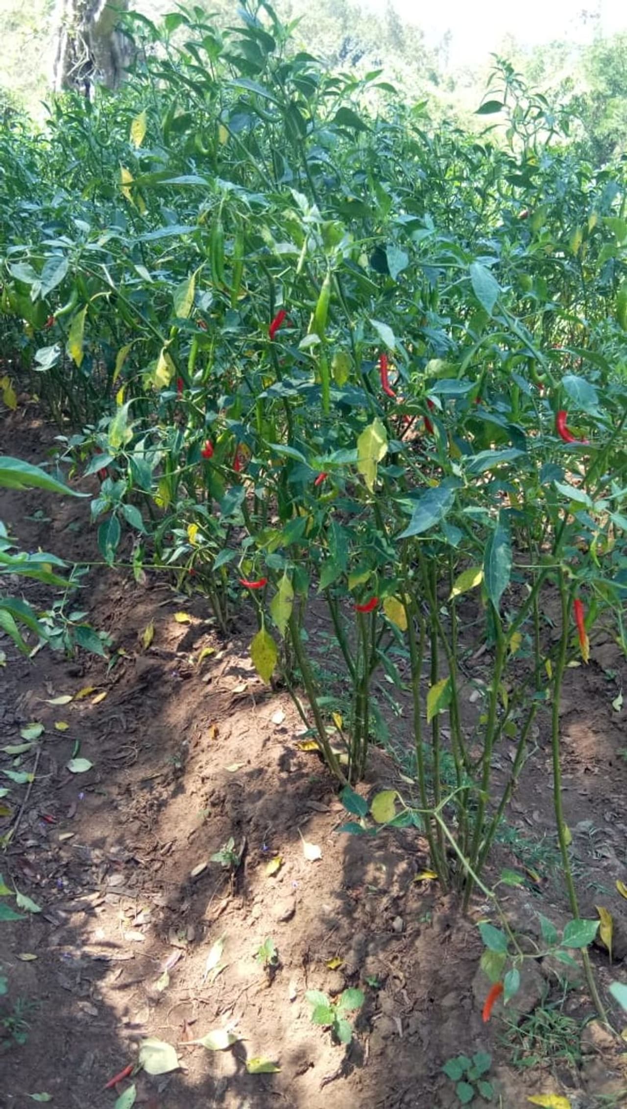 ಸೊಮವಾರಪೇಟೆ ತಾಲೂಕಿನ ಕೊಡ್ಲಿಪೇಟೆ ಹೊಸಮುನ್ಸಿಪಾಲ್ಟಿನಿವಾಸಿ ಮಾಜಿ ಯೋಧ ದೇವರಾಜ್ (ರವಿ) ಎಂಬುವರು ತನ್ನ ಒಂದು ಎಕರೆ ಜಮೀನಿನಲ್ಲಿ ಹಸಿ ಮೆಣಸು ಬೆಳೆಸಿದ್ದರು. ಸೊಮವಾರಪೇಟೆ ತಾಲೂಕಿನ ಕೊಡ್ಲಿಪೇಟೆ ಹೊಸಮುನ್ಸಿಪಾಲ್ಟಿನಿವಾಸಿ ಮಾಜಿ ಯೋಧ ದೇವರಾಜ್ (ರವಿ) ಎಂಬುವರು ತನ್ನ ಒಂದು ಎಕರೆ ಜಮೀನಿನಲ್ಲಿ ಹಸಿ ಮೆಣಸು ಬೆಳೆಸಿದ್ದರು.