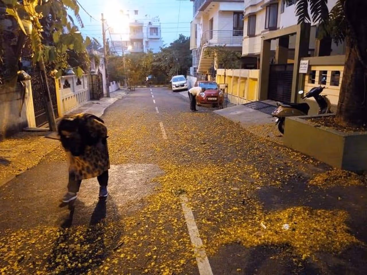 ಪ್ರೌಢ ಹಾಗೂ ಪ್ರಾಥಮಿಕ ಶಿಕ್ಷಣ ಸಚಿವ ಸುರೇಶ್ ಕುಮಾರ್ ಪತ್ನಿ ಸಾವಿತ್ರಿ ಅವರೊಂದಿಗೆ ಮನೆಯ ಮುಂದಿನ ರಸ್ತೆ ಗುಡಿಸಿದ್ದಾರೆ. ಪ್ರೌಢ ಹಾಗೂ ಪ್ರಾಥಮಿಕ ಶಿಕ್ಷಣ ಸಚಿವ ಸುರೇಶ್ ಕುಮಾರ್ ಪತ್ನಿ ಸಾವಿತ್ರಿ ಅವರೊಂದಿಗೆ ಮನೆಯ ಮುಂದಿನ ರಸ್ತೆ ಗುಡಿಸಿದ್ದಾರೆ.